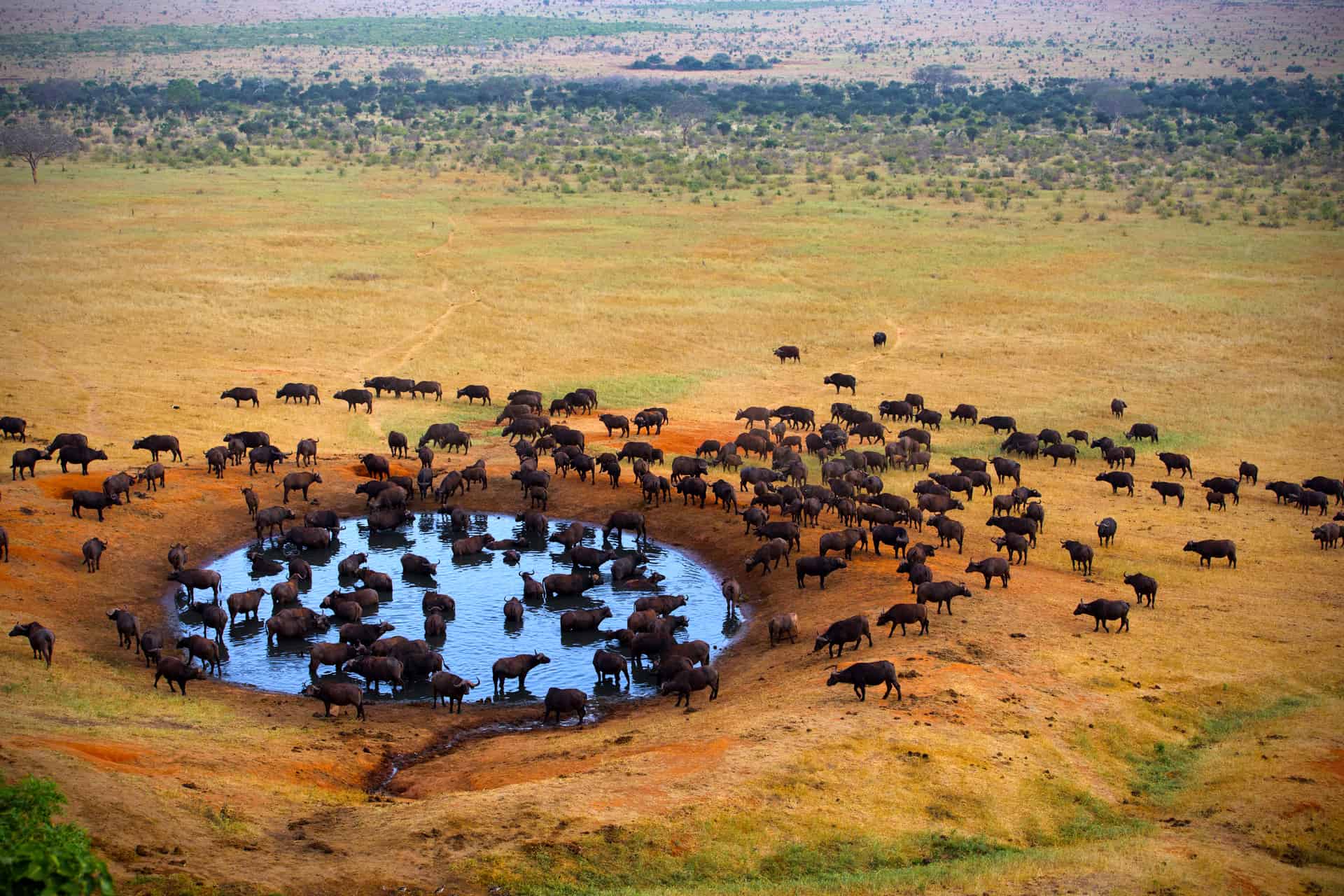 réserve nationale masai mara
