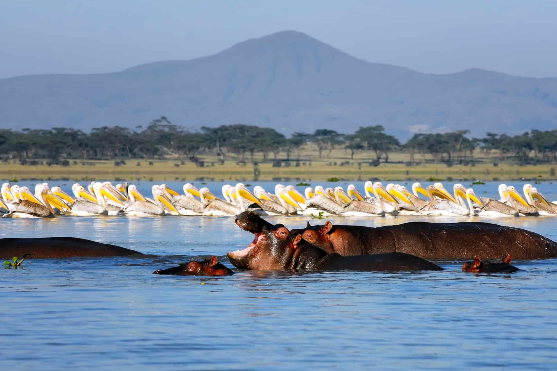 lac naivasha