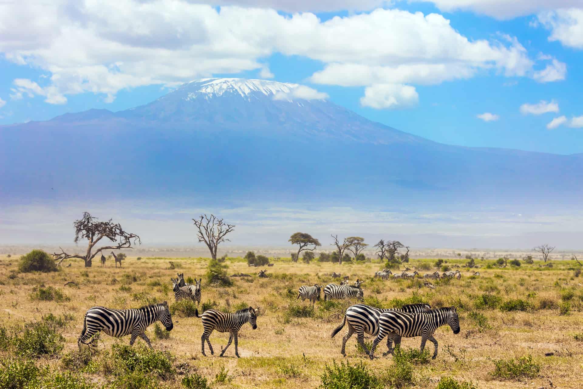 reserve naturelle d‘amboseli