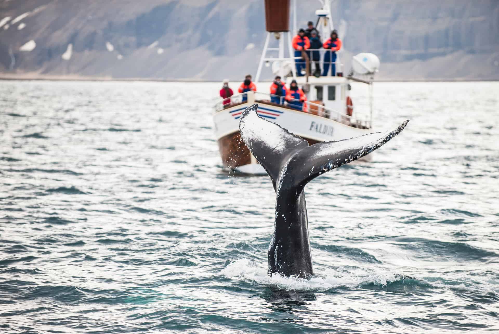 baleines islande