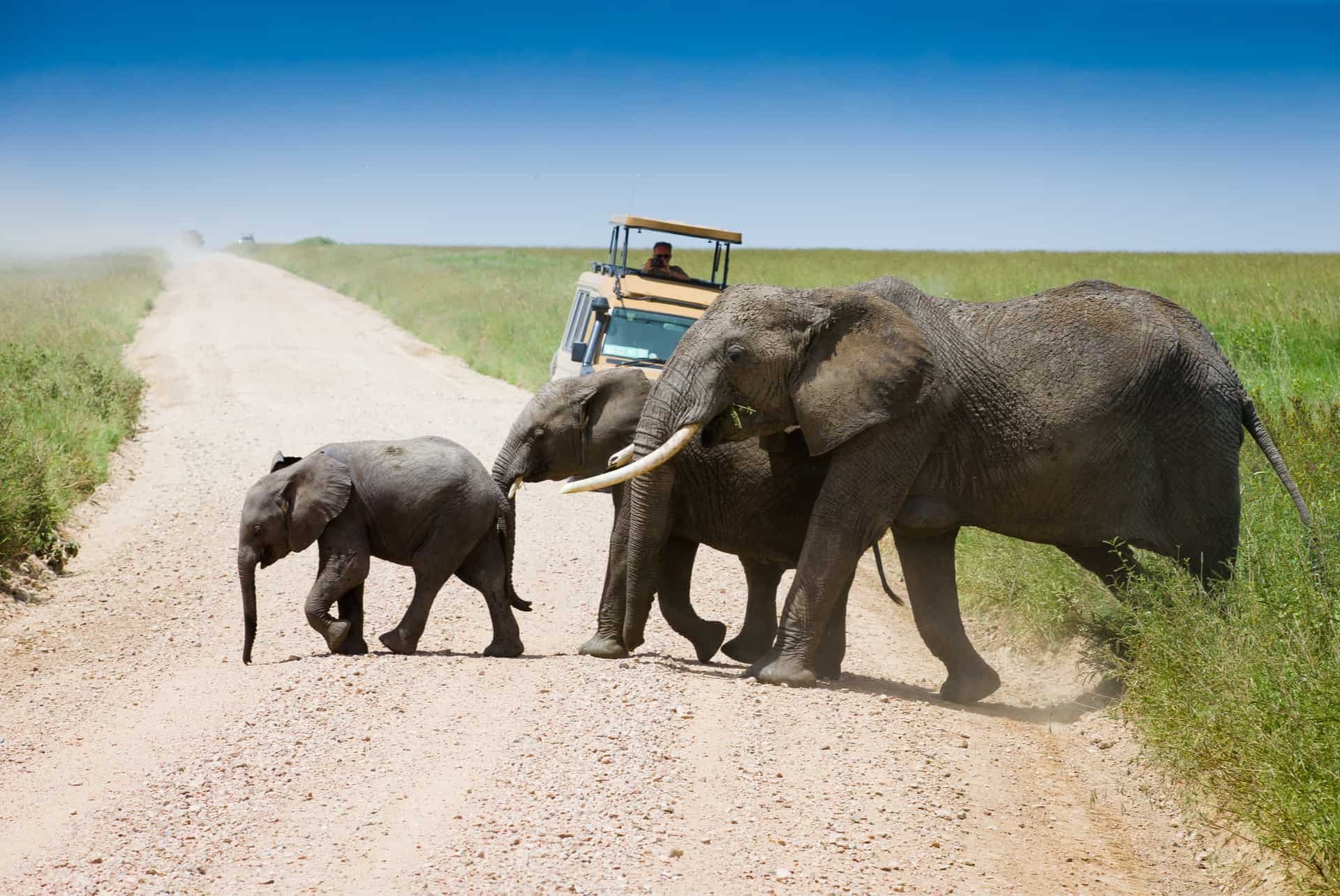 budget safari en tanzanie