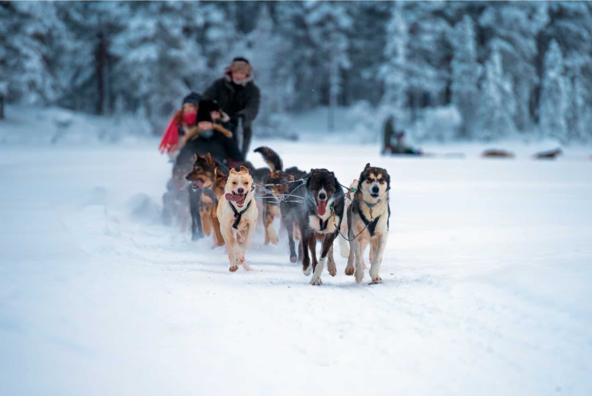 chien traineau tromso