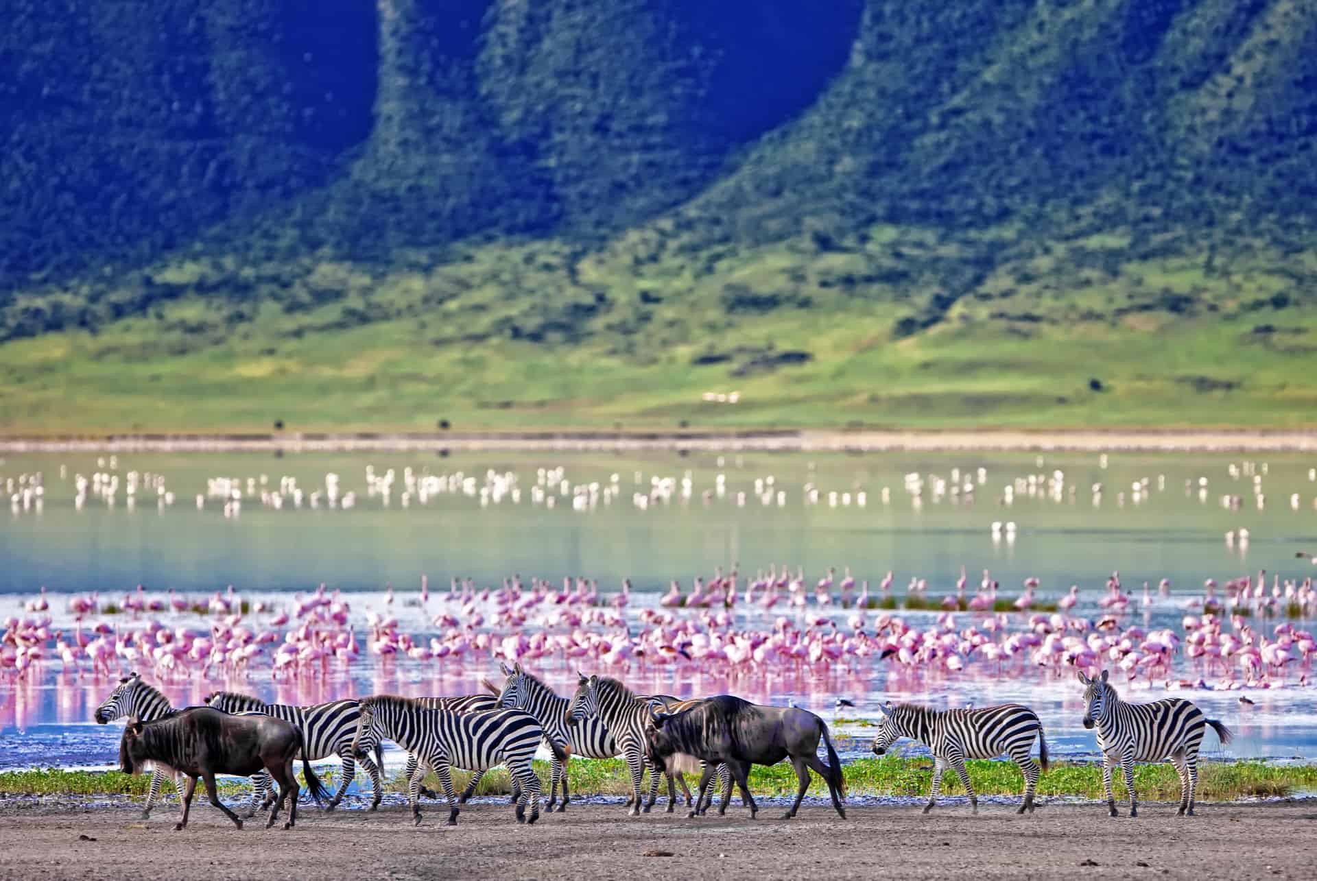 masai mara ecosysteme