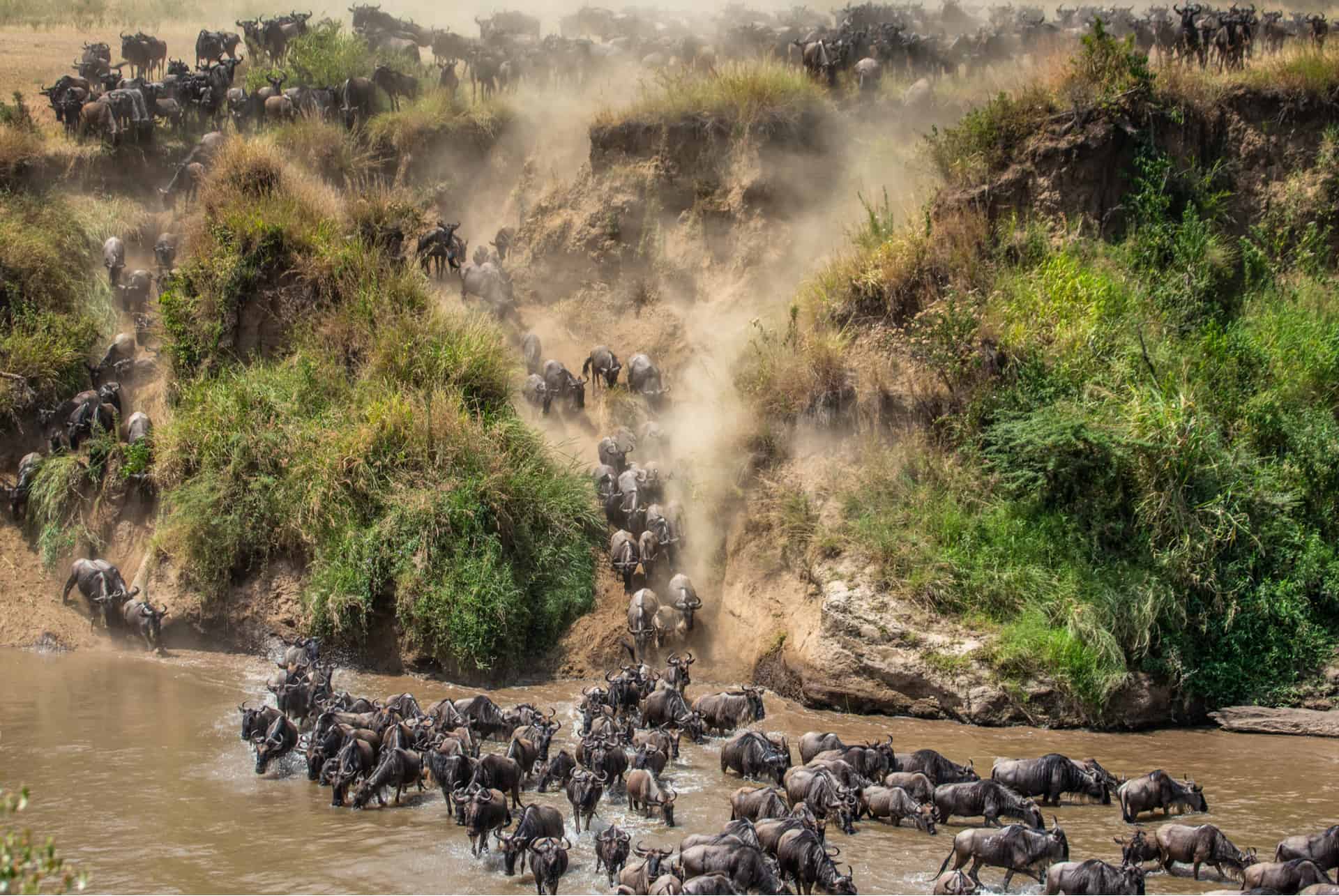 migration gnous reserve nationale masai mara