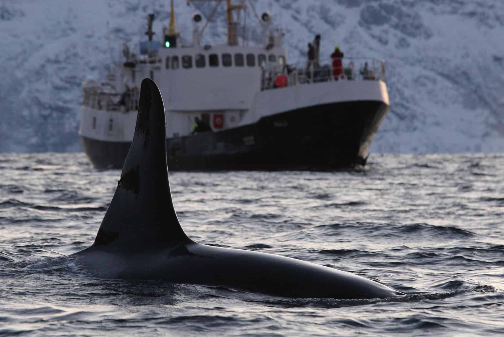 observation baleines tromso