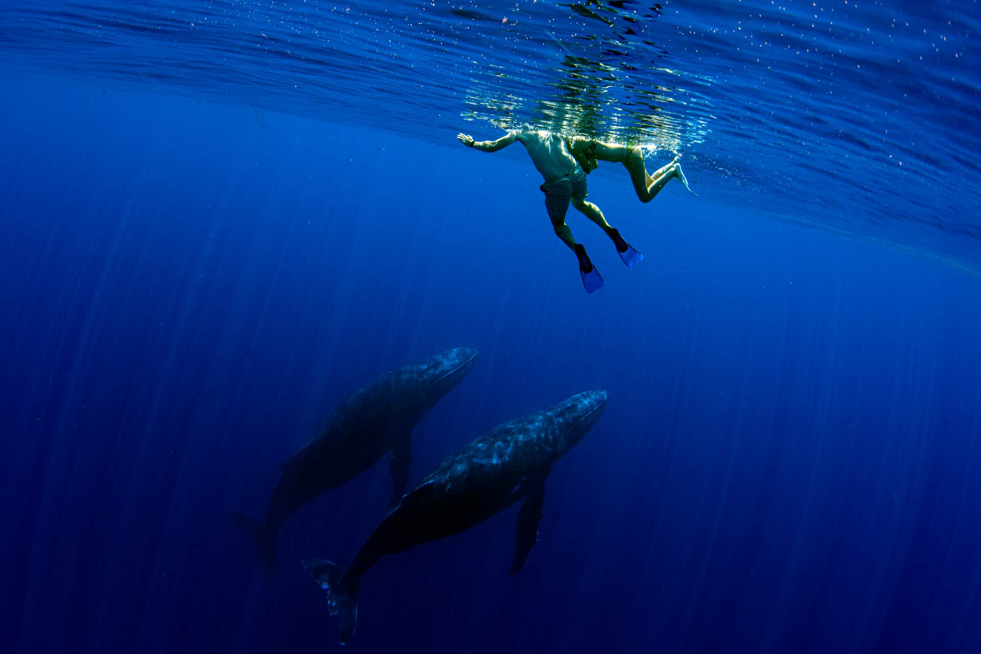 nager avec les baleines a moorea