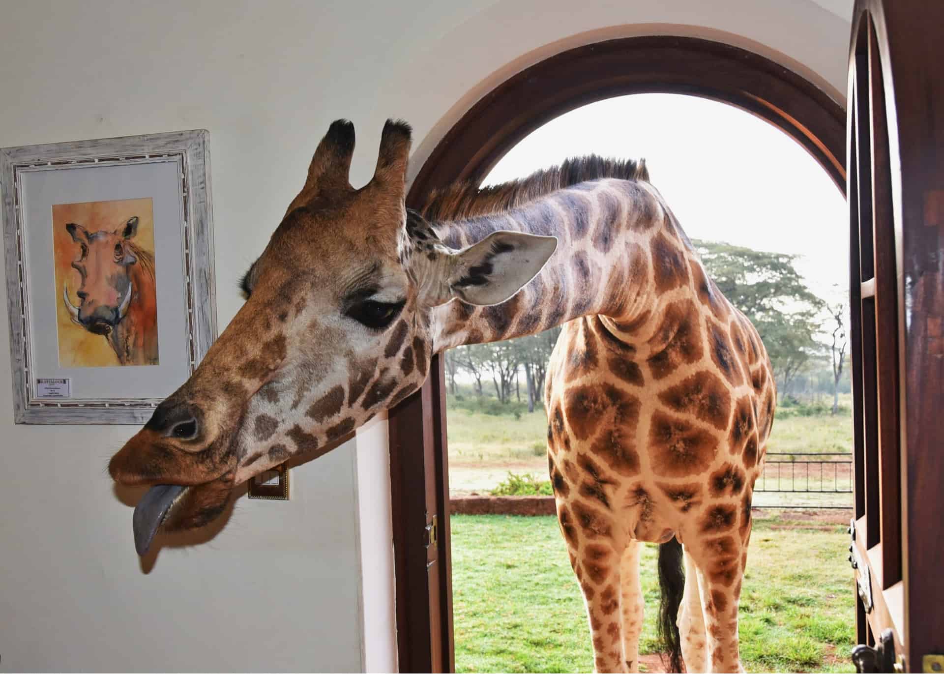 giraffe a l'interieur du giraffe manor