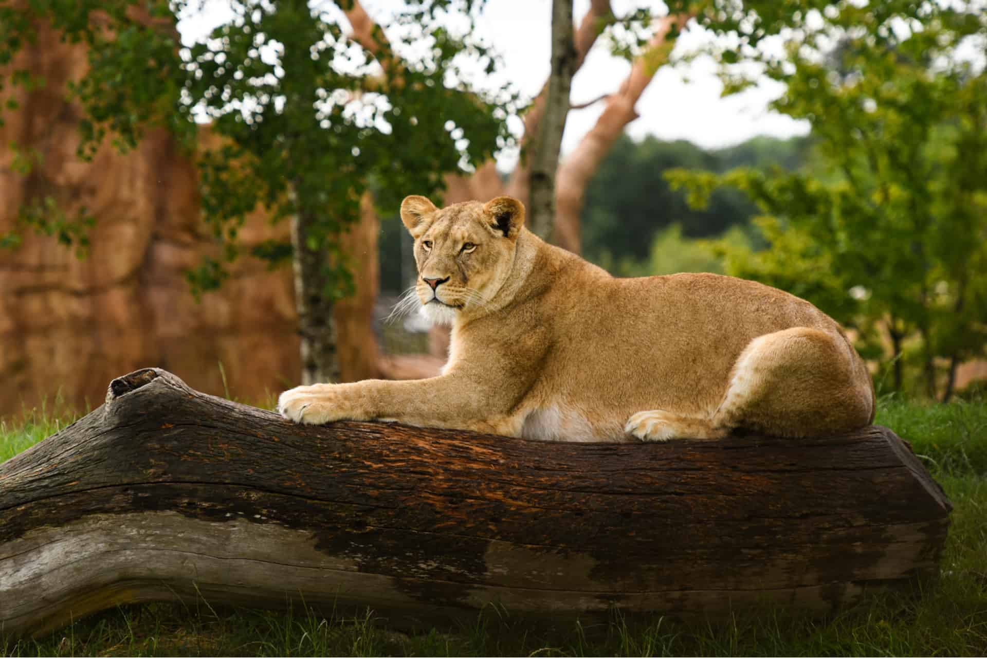 lion zoo de beauval