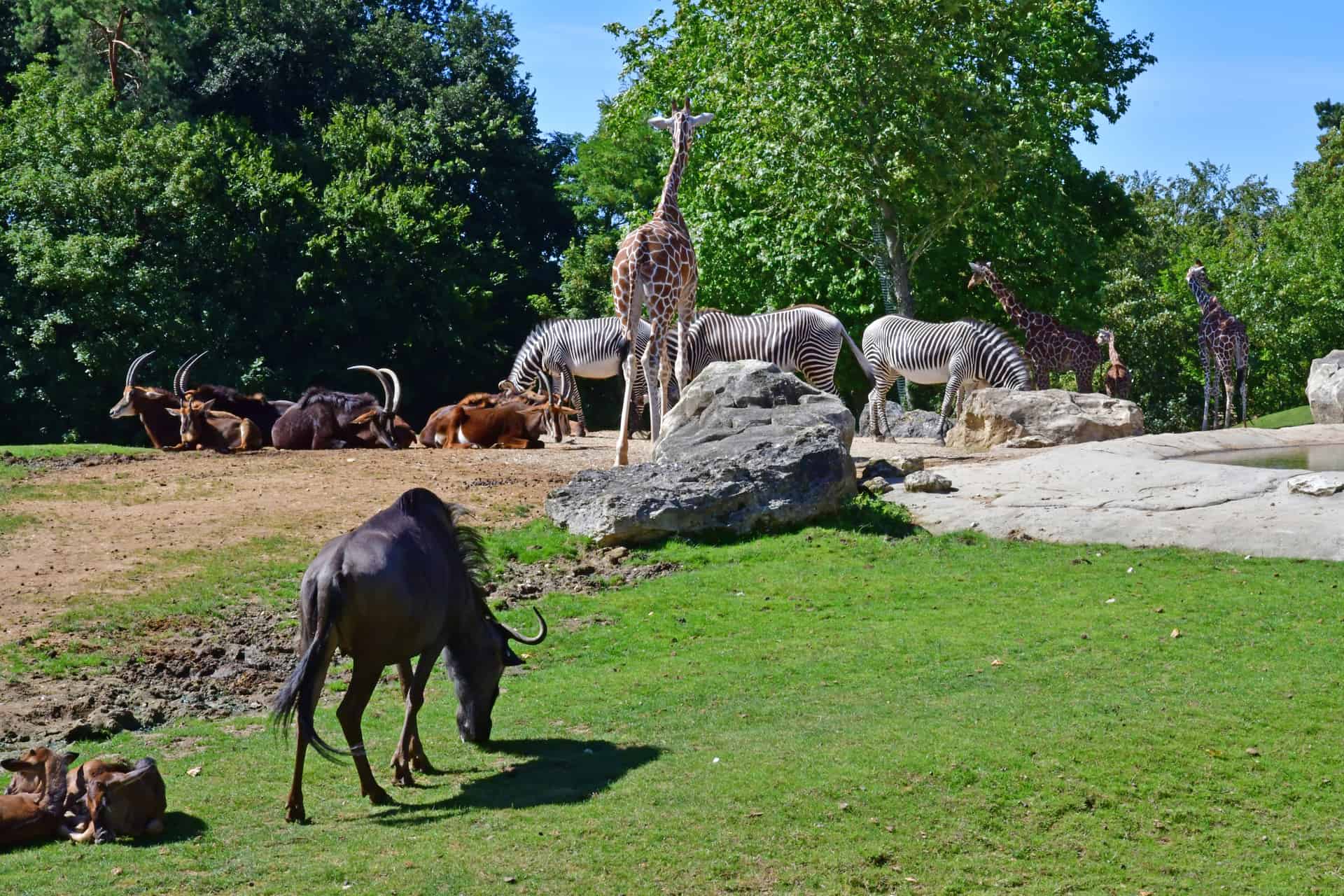 animaux zoo de beauval