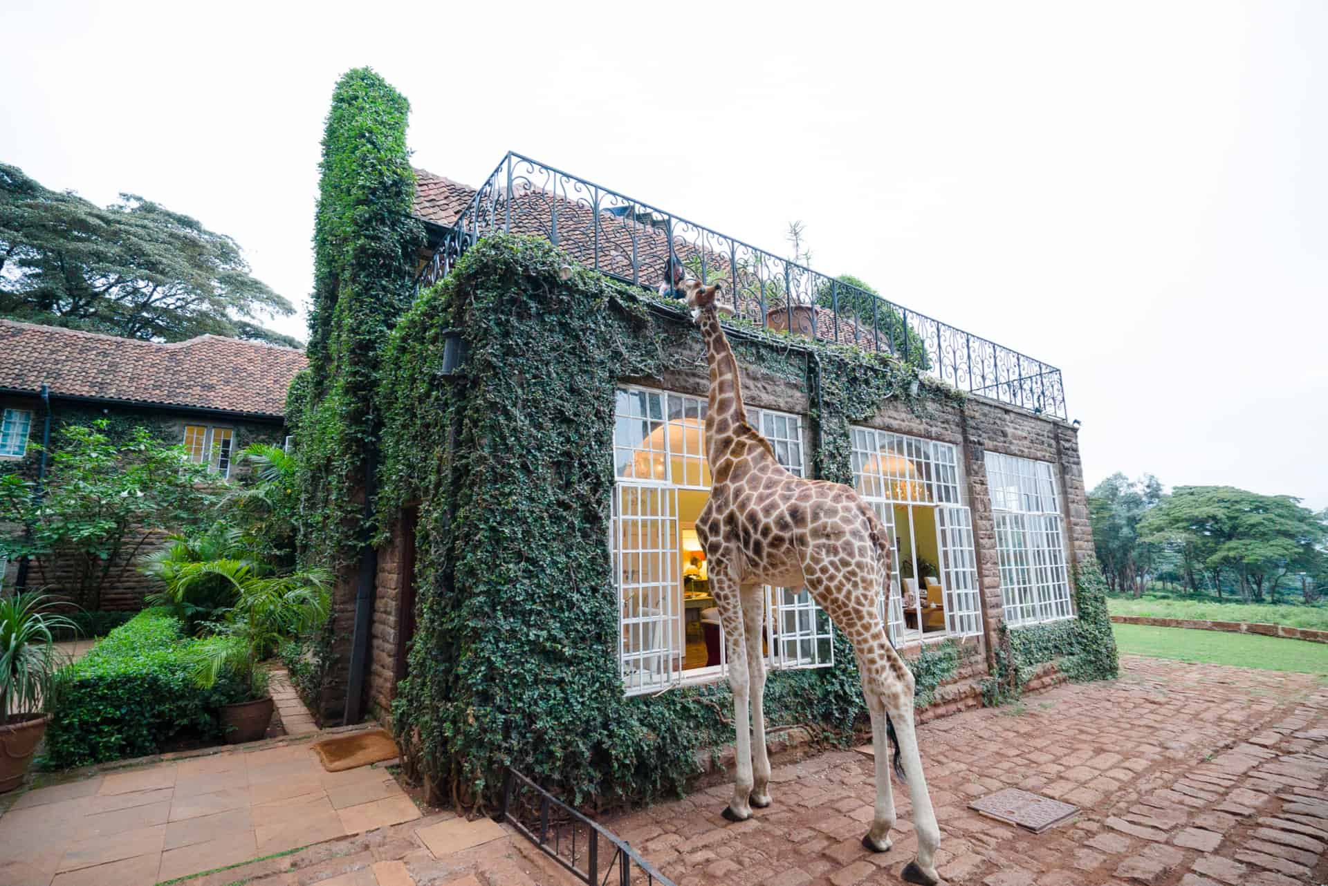 giraffe du giraffe manor