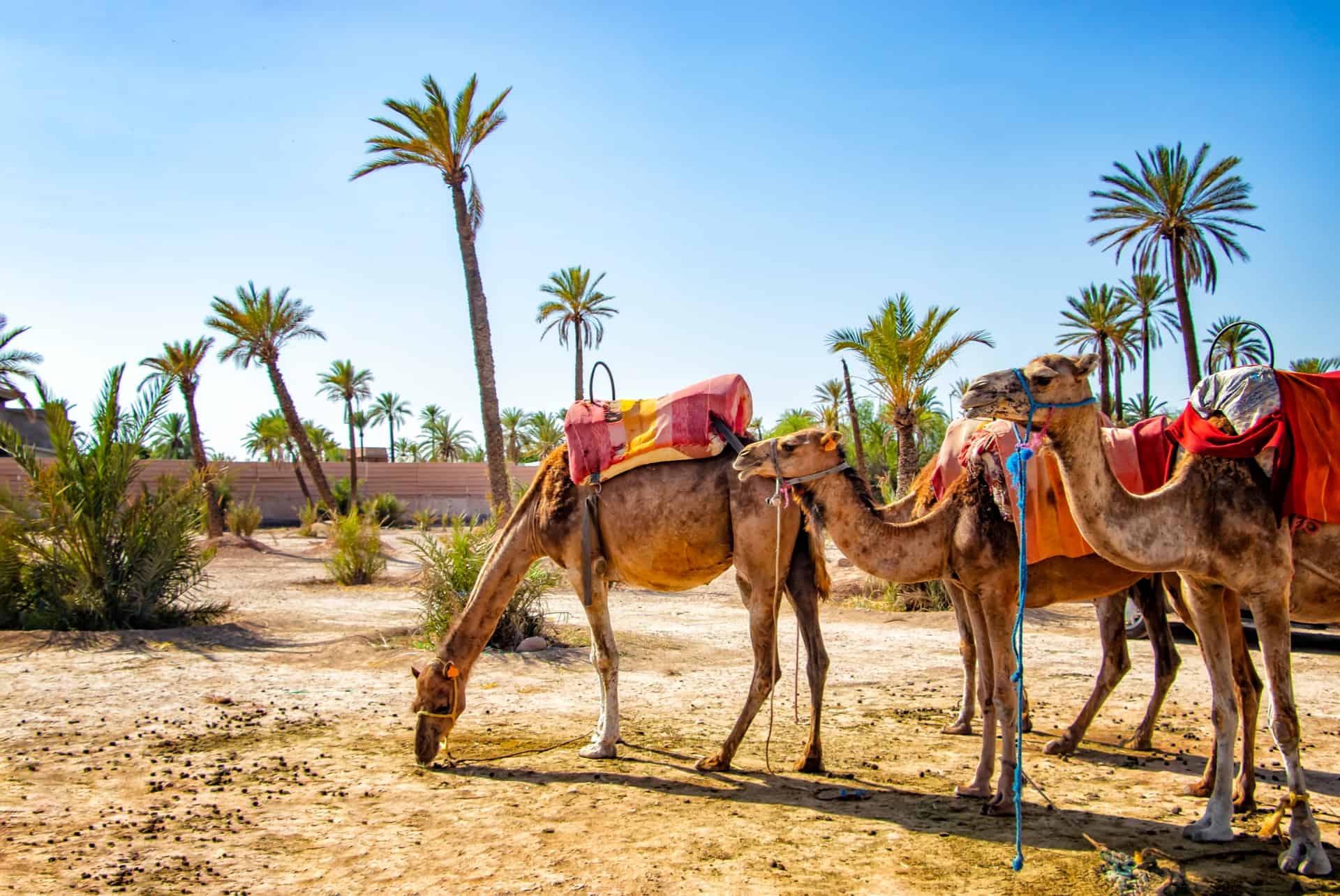 palmeraie dromadaire marrakech