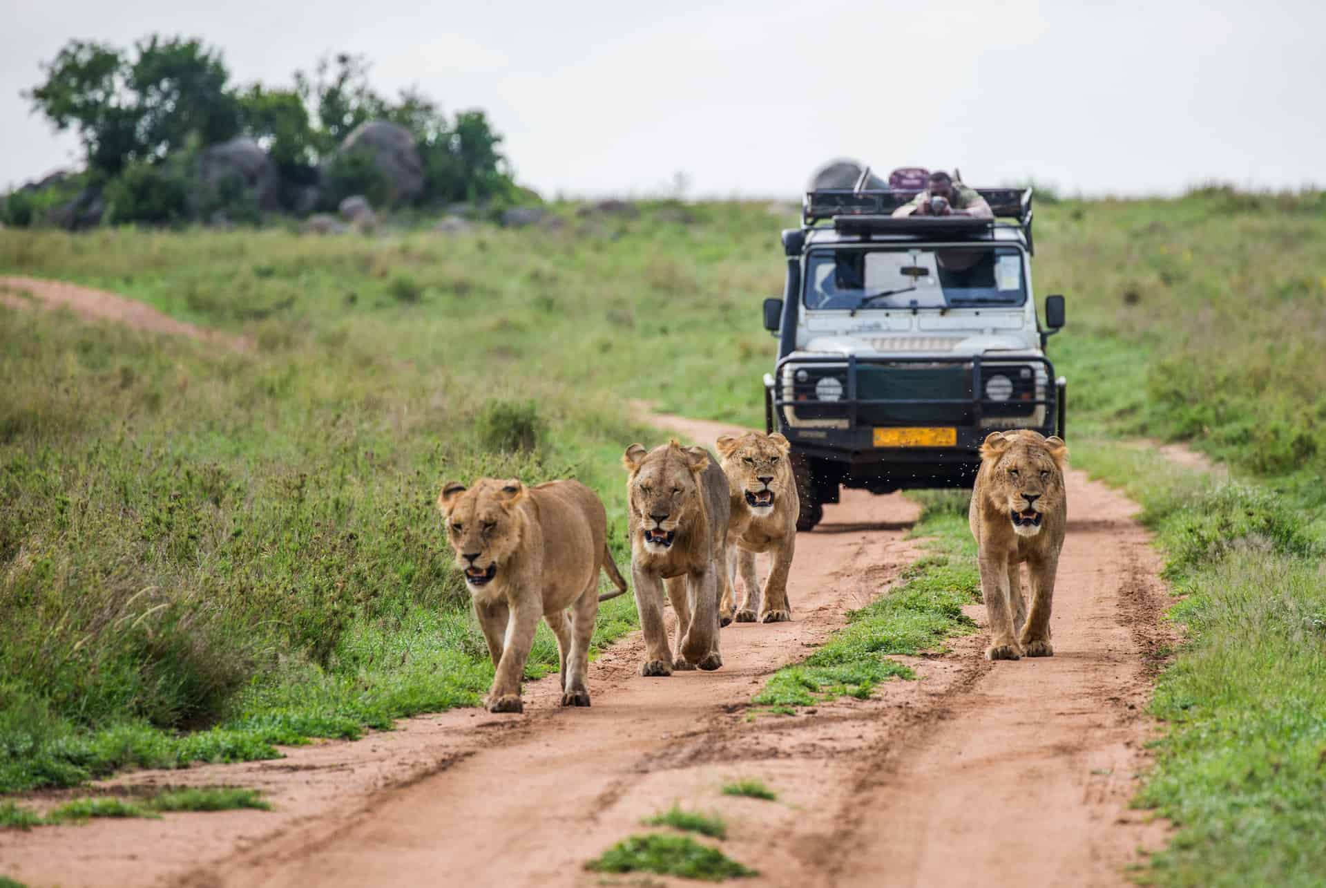 safari au kenya