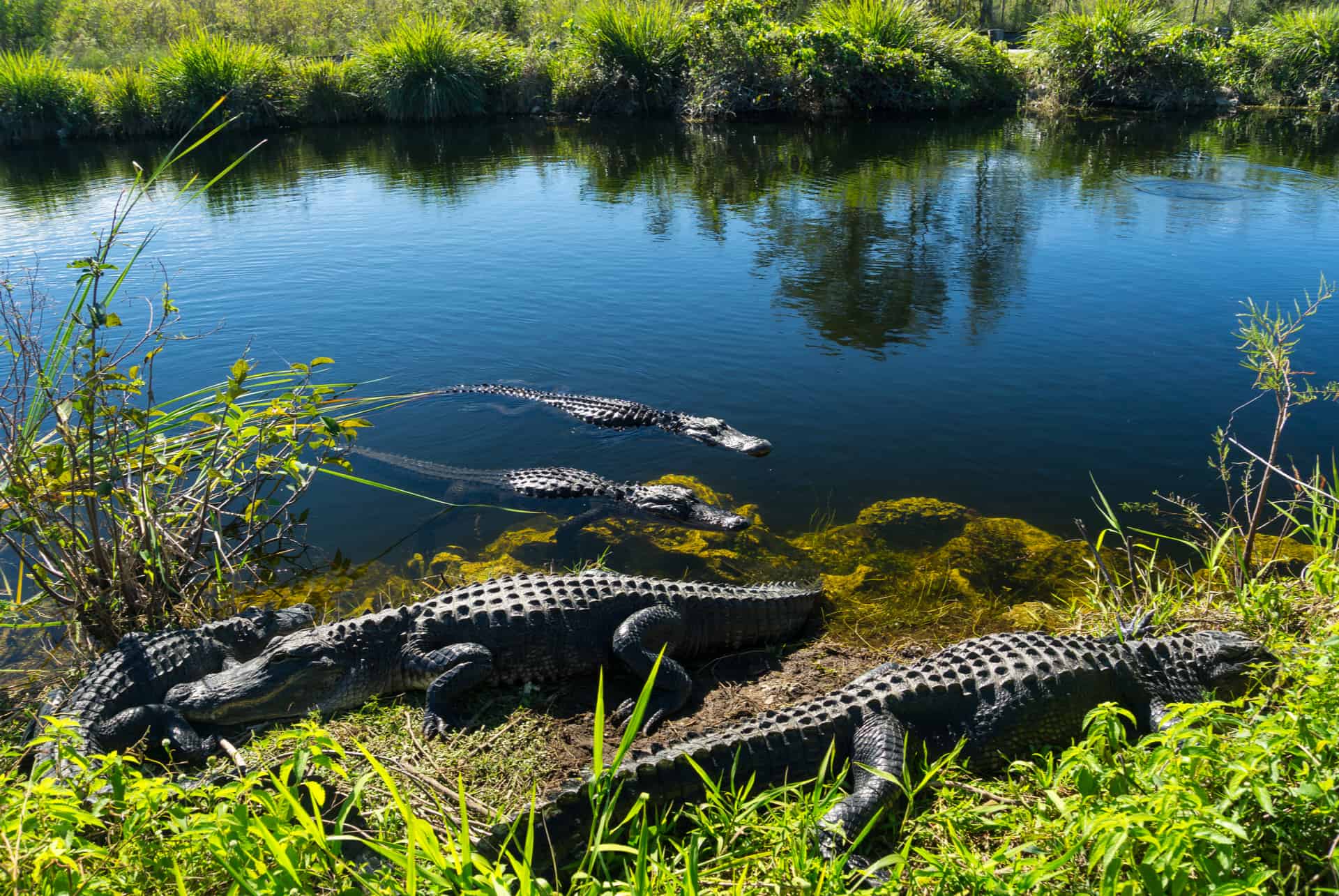 parc national everglades