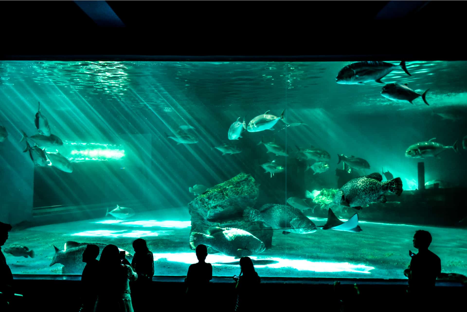 aquarium de singapour