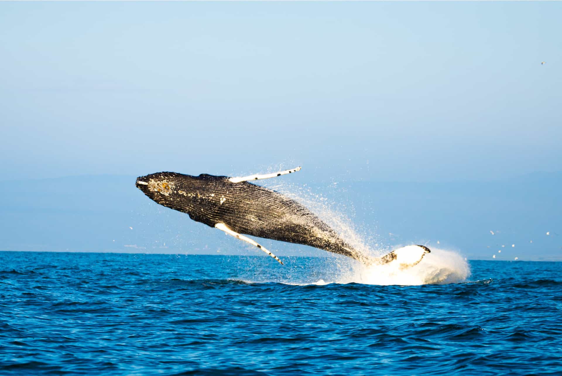 baleine excursion