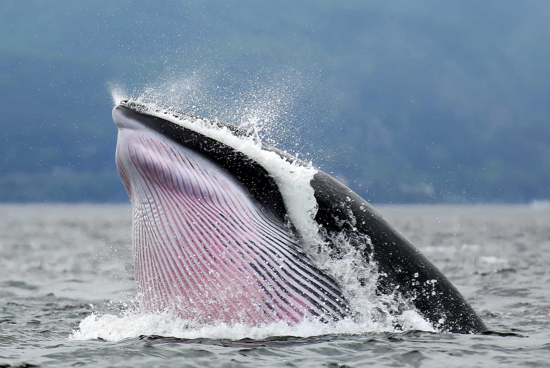 baleine tadoussac