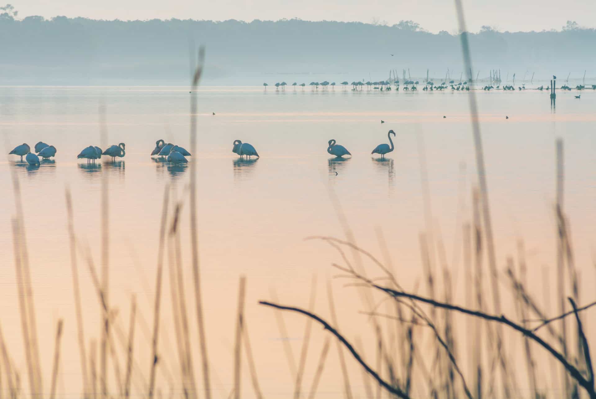 etang de biguglia