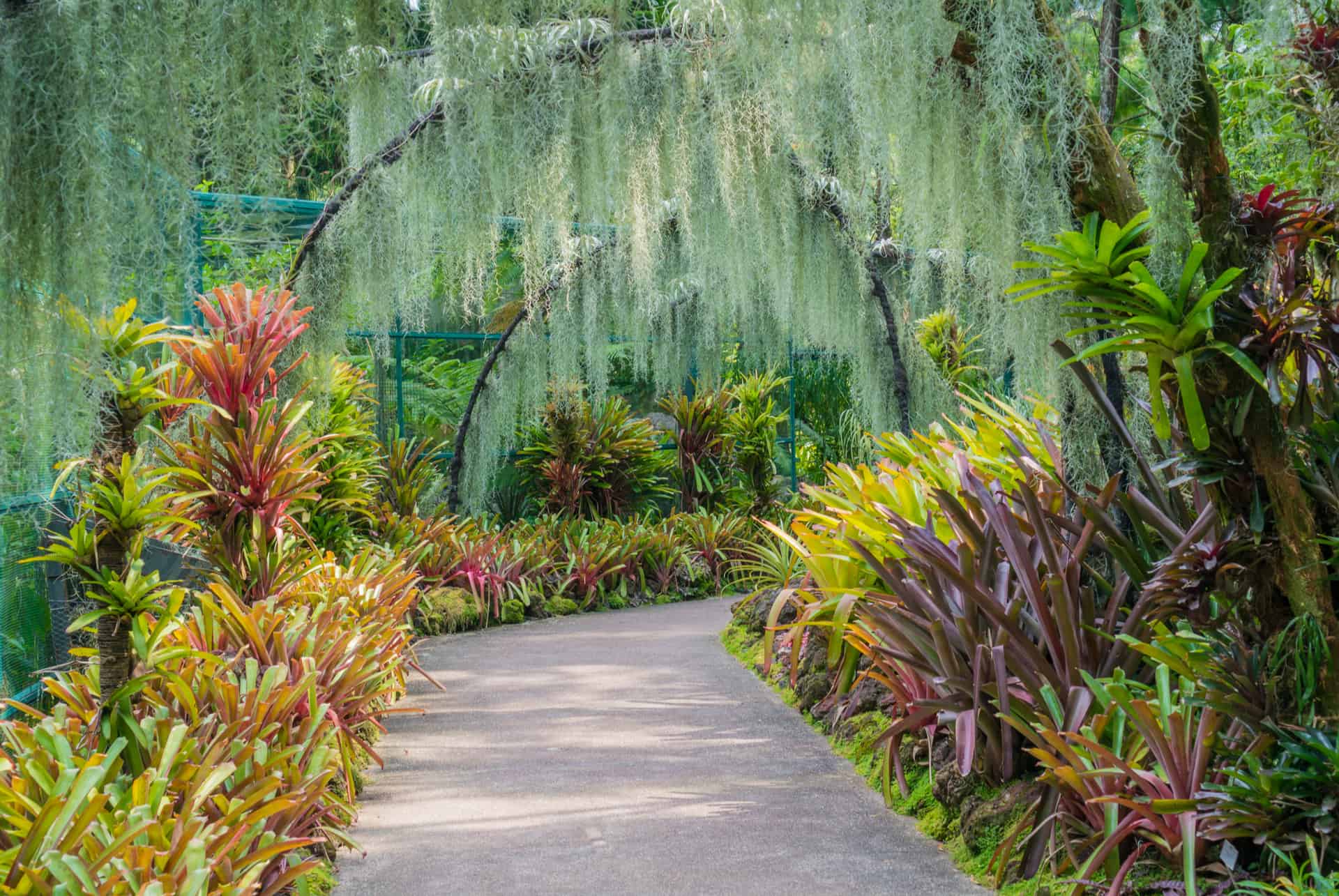 jardin botanique singapour