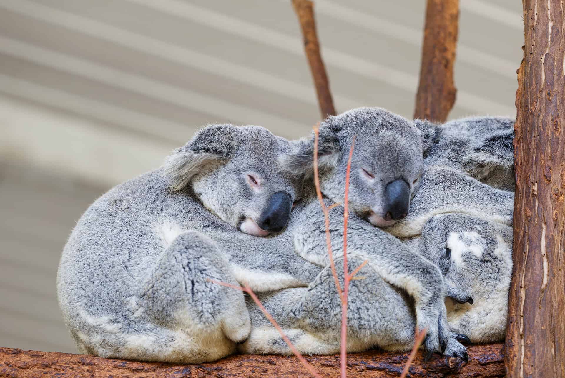 koala brisbane