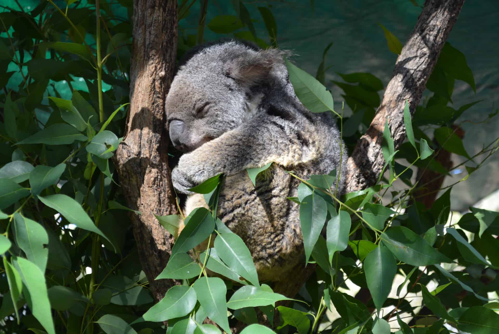 lone pine koala sanctuary