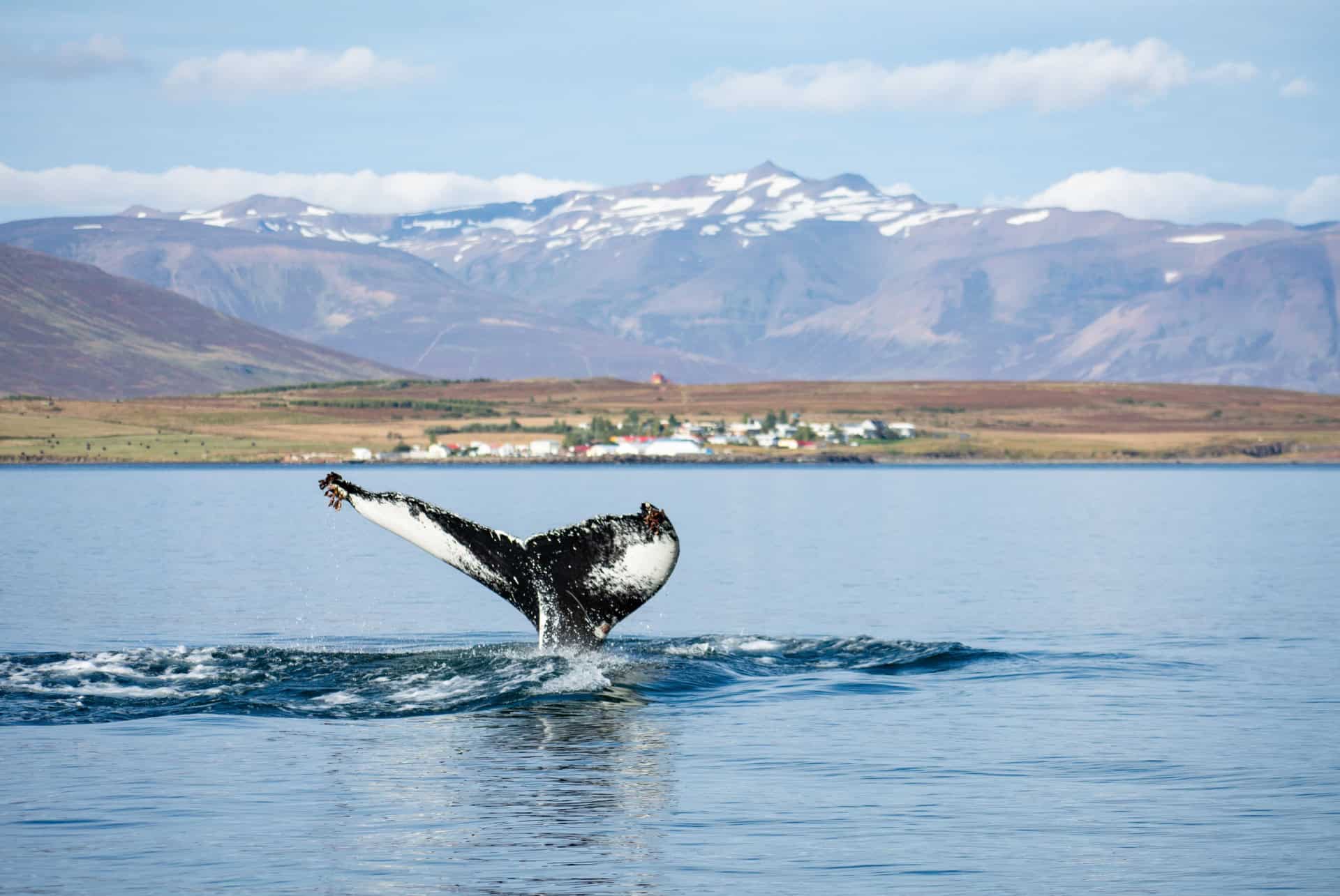 observation baleines en islande