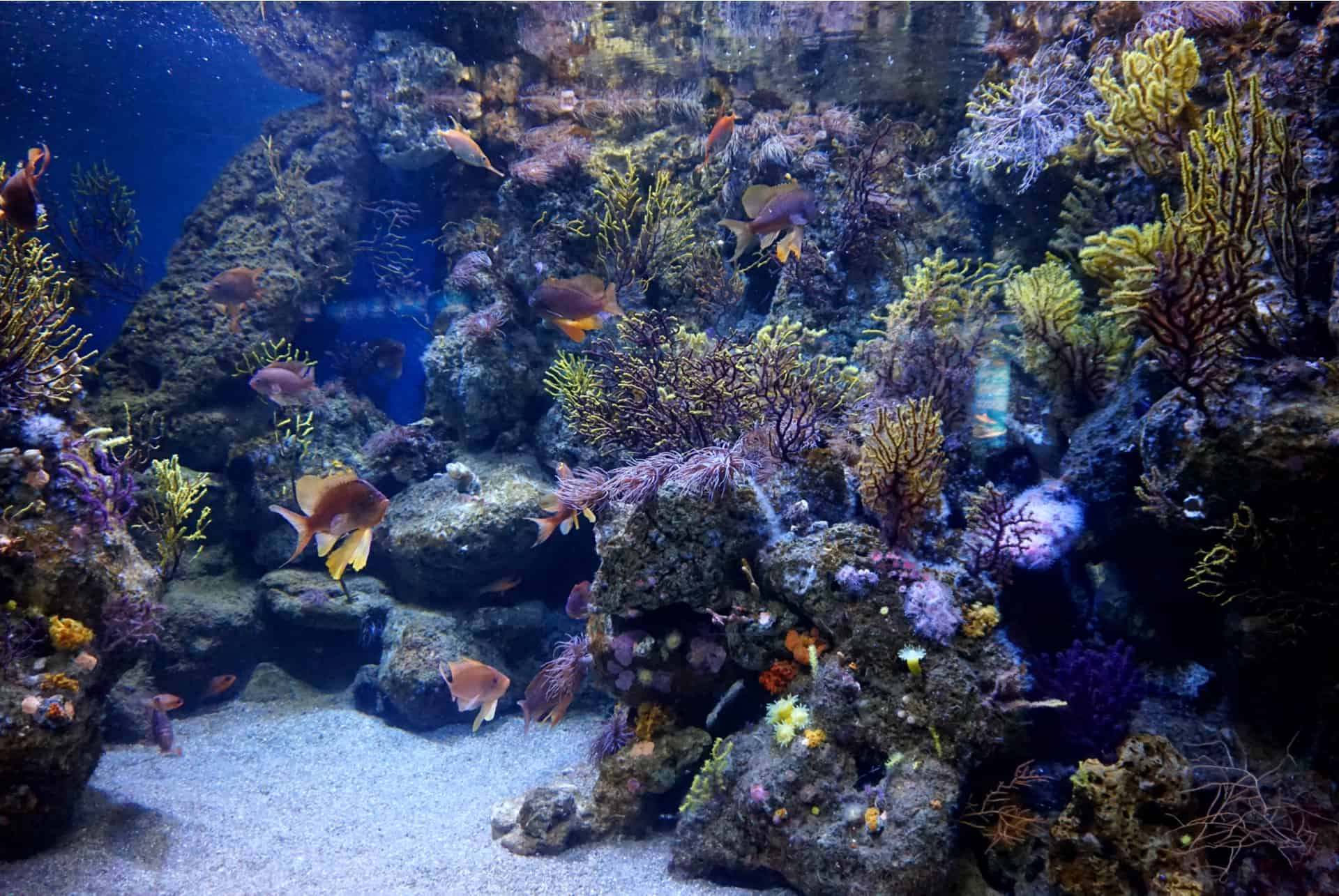 que voir aquarium