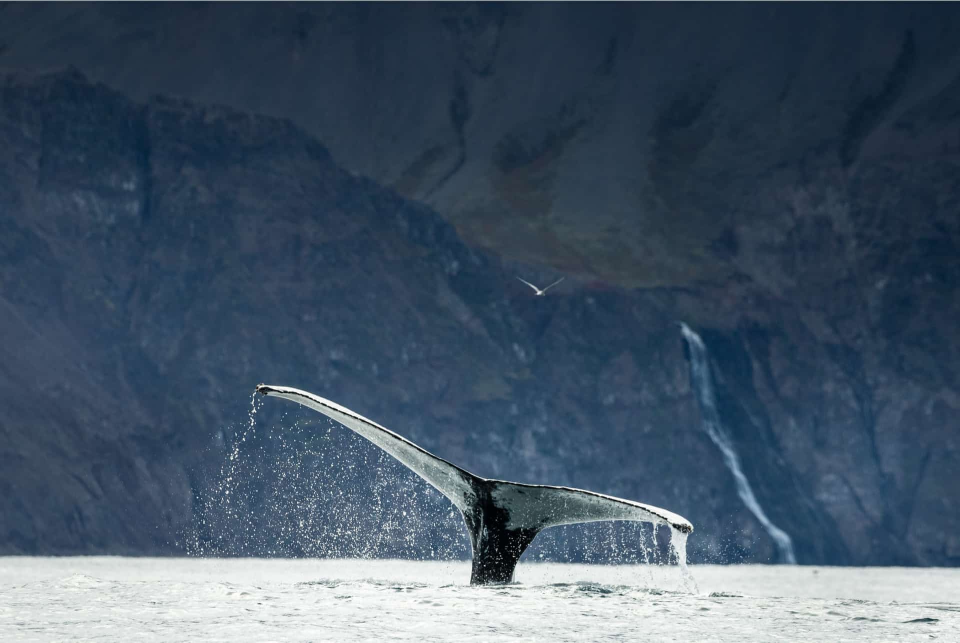 queue de baleine