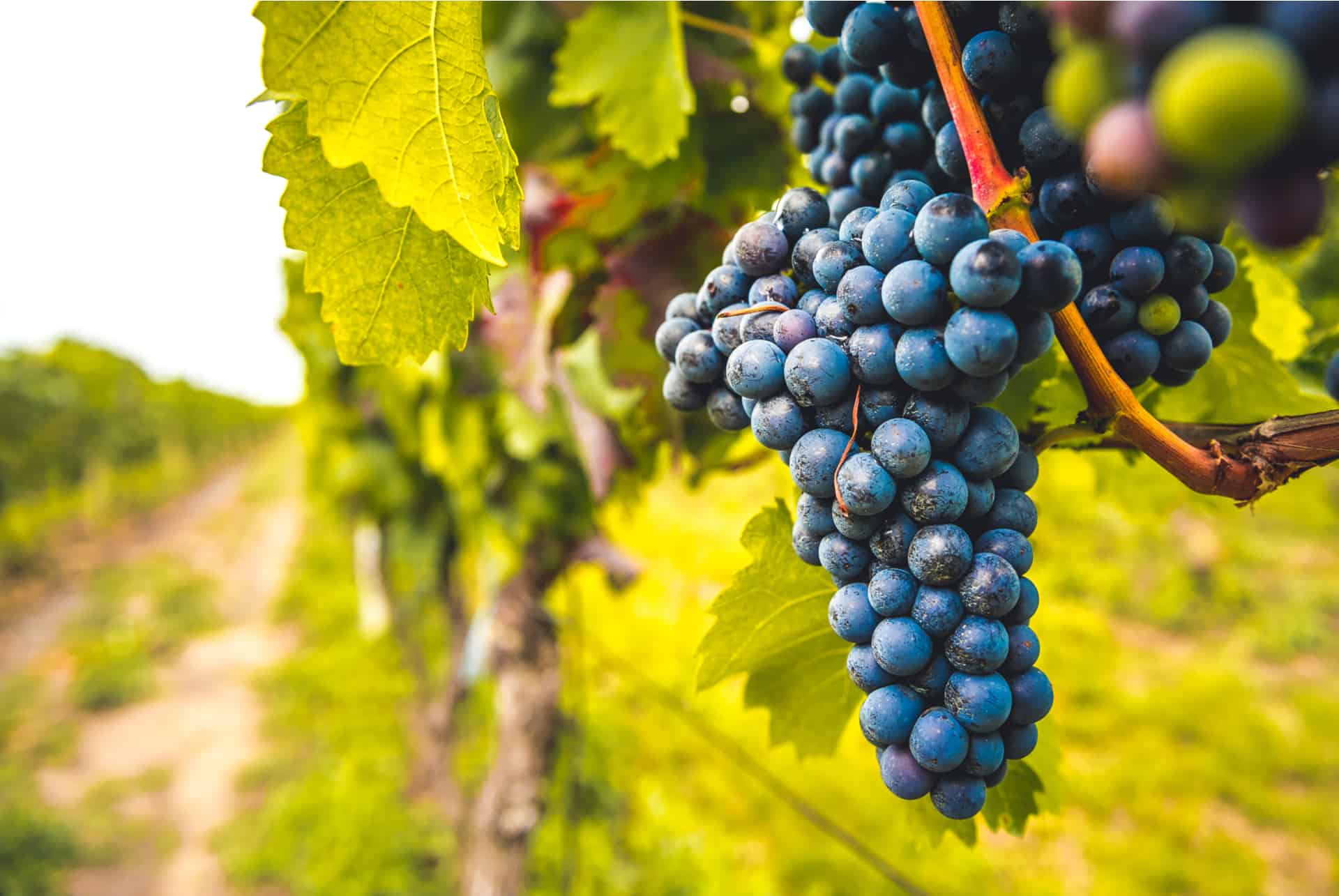 vignes toscane