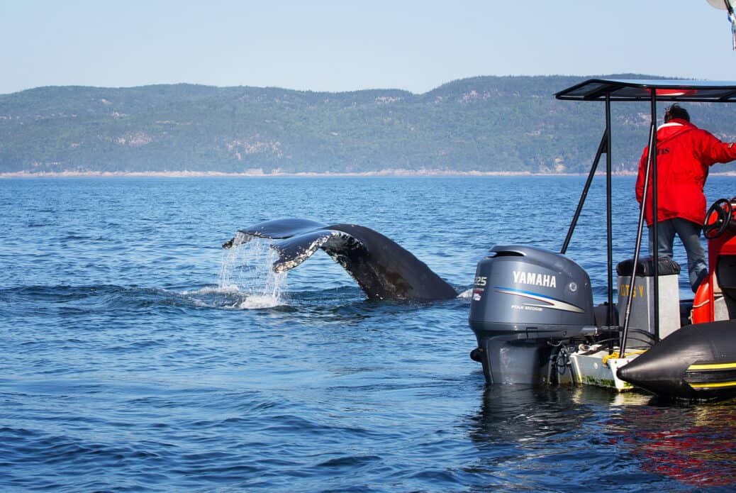 voir les baleines a tadoussac