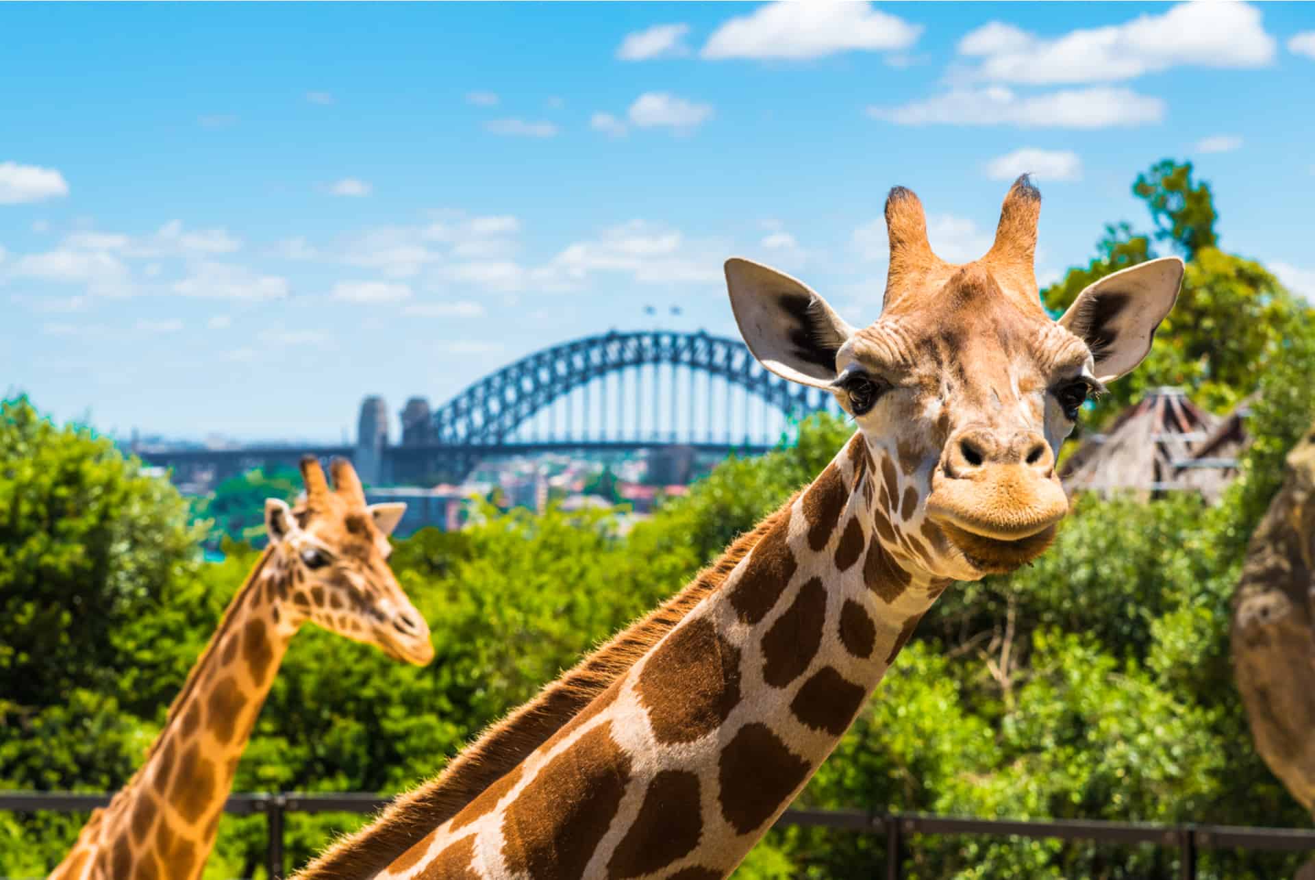 zoo de sydney