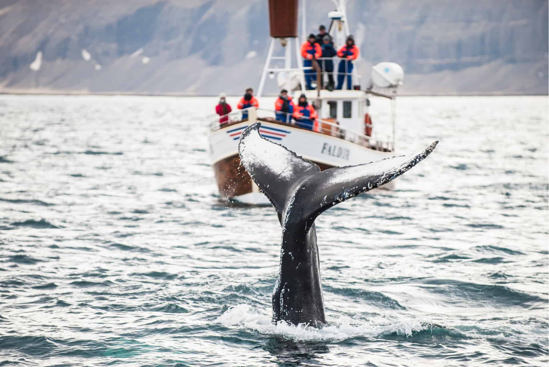 baleines islande