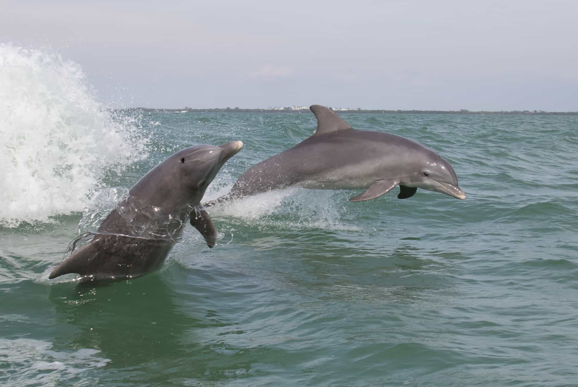 dauphins miami