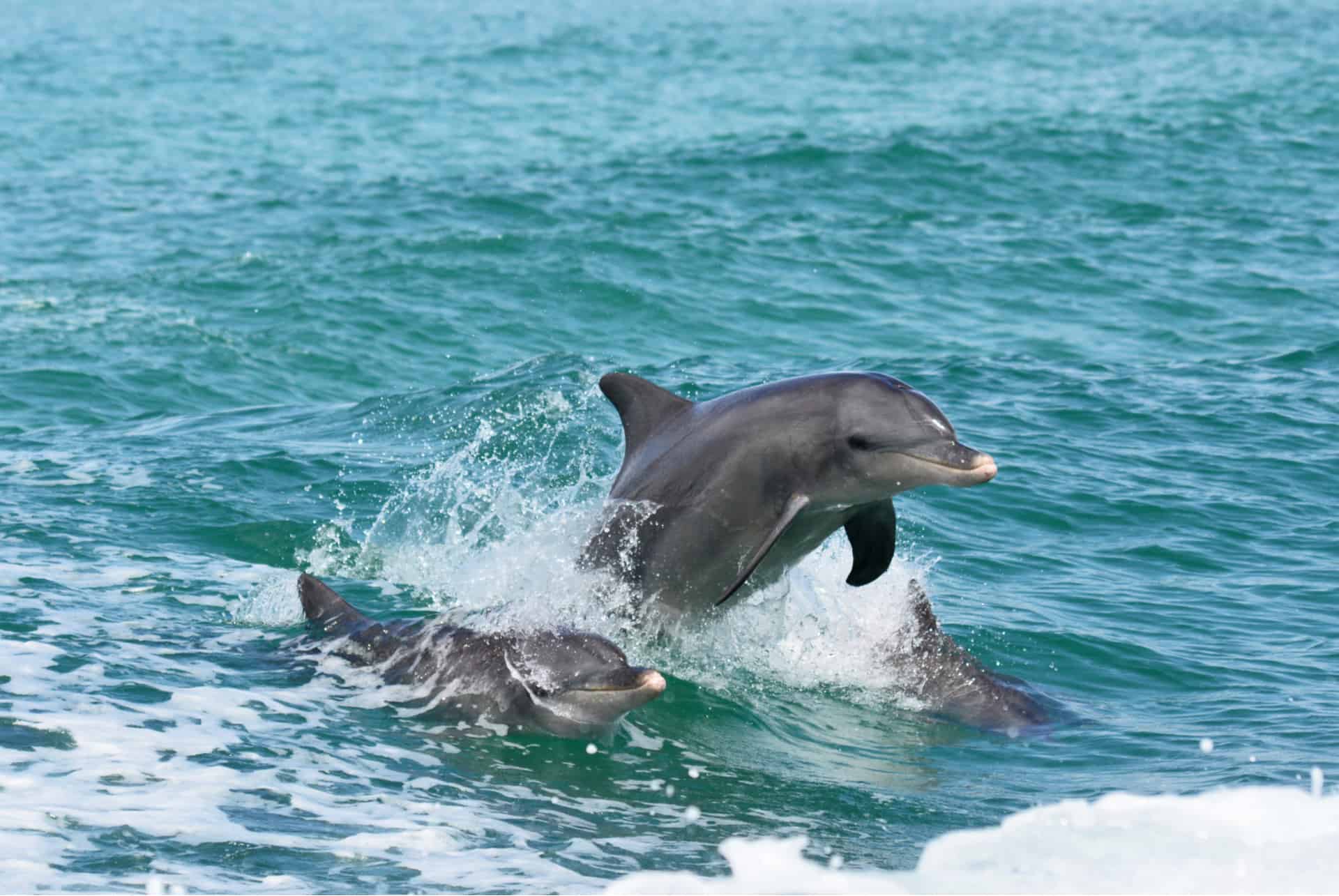 dauphins pres de perth
