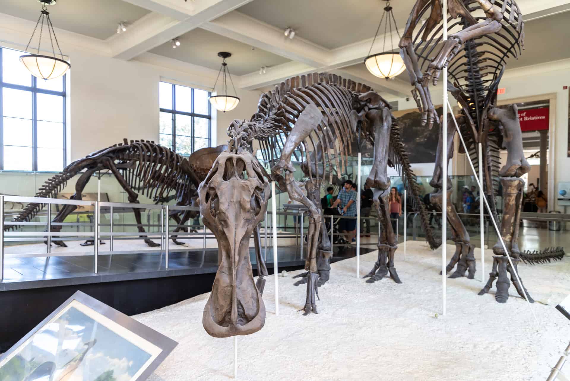 dinosaure musee histoire naturelle new york