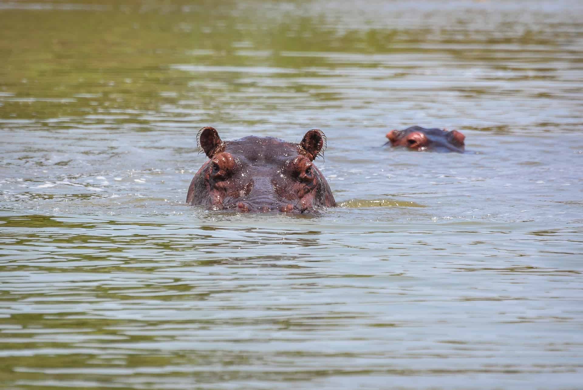hippopotames de la reserve de selous