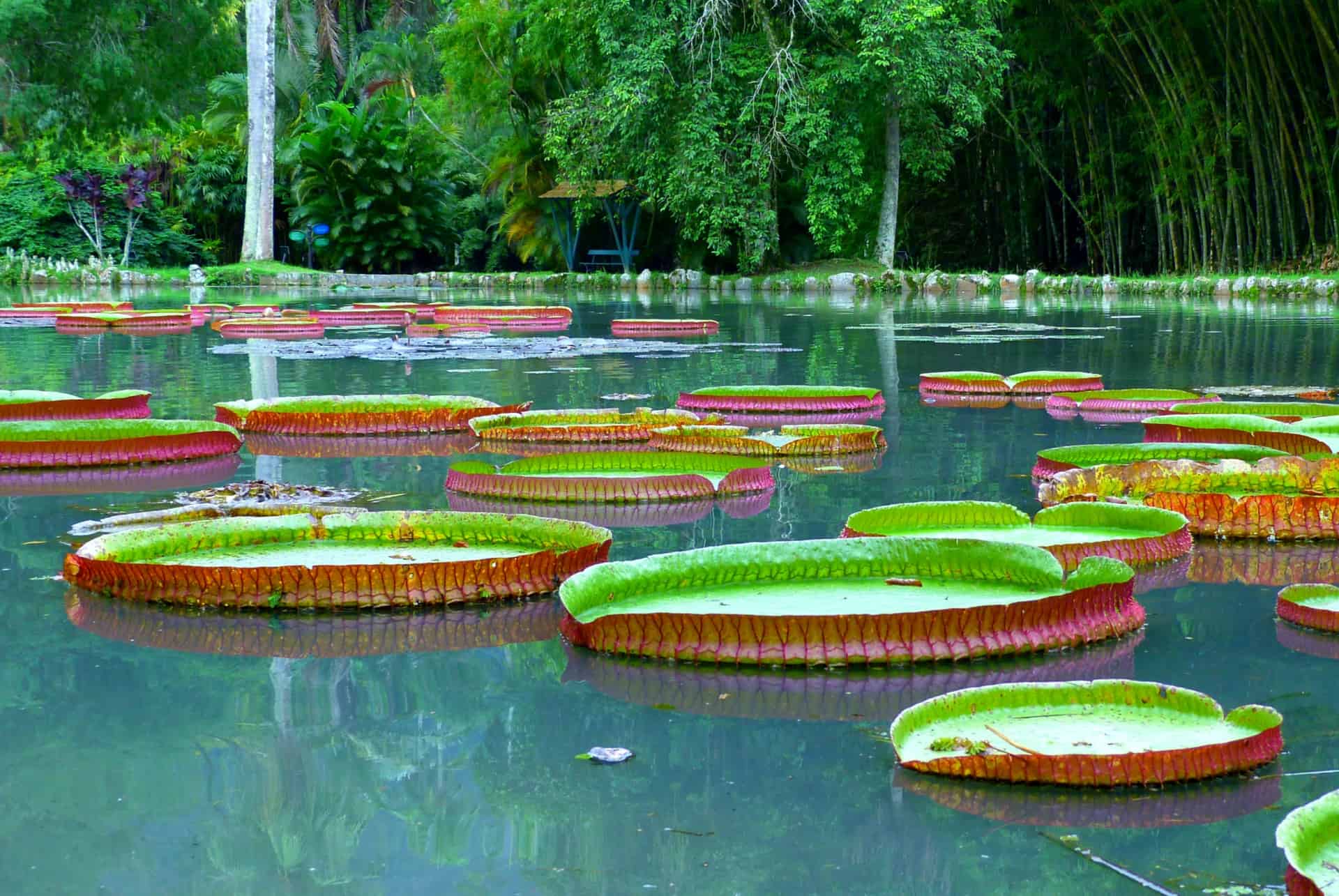 jardin botanique