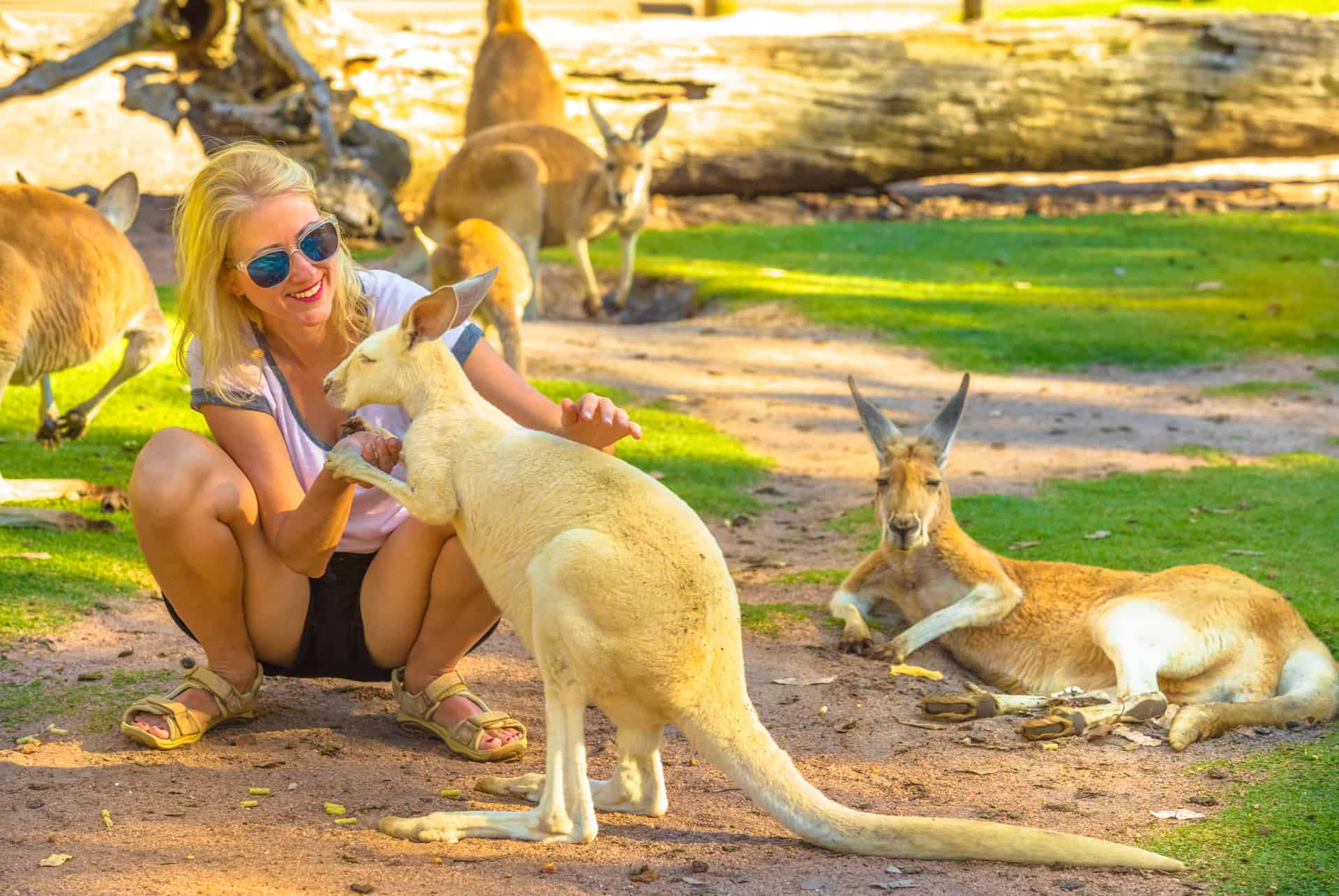kangourous zoo de perth