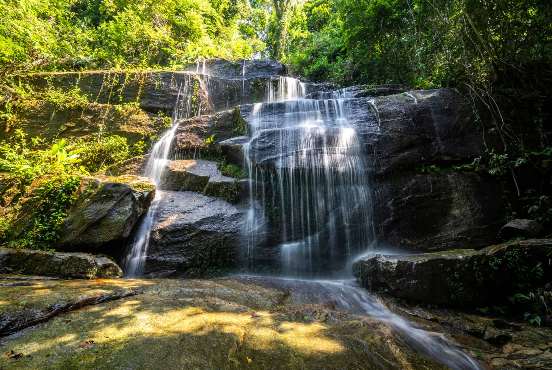 la foret de rio de janeiro