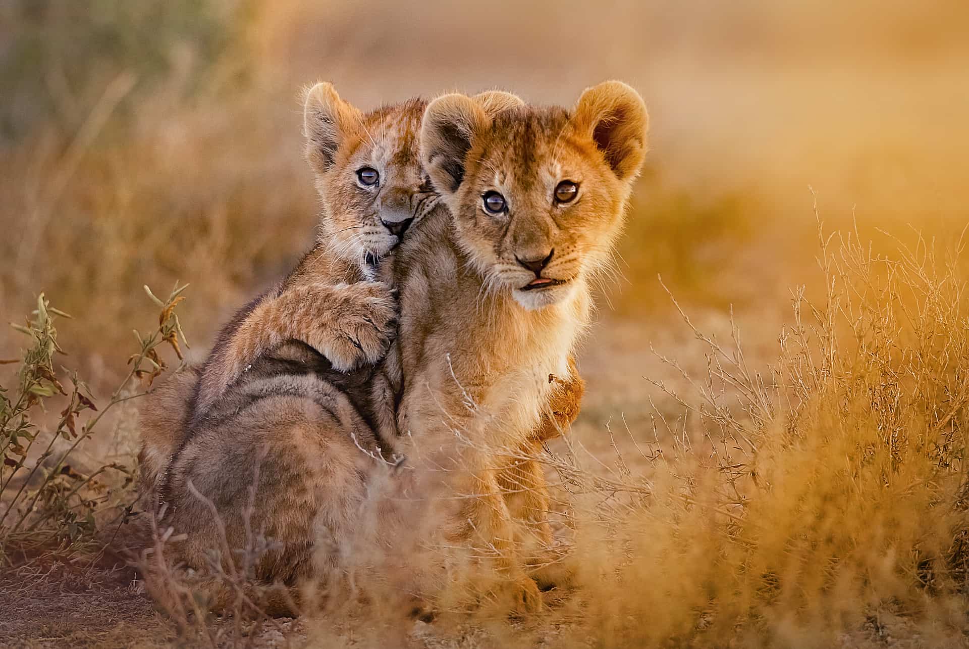 lionceaux tanzanie