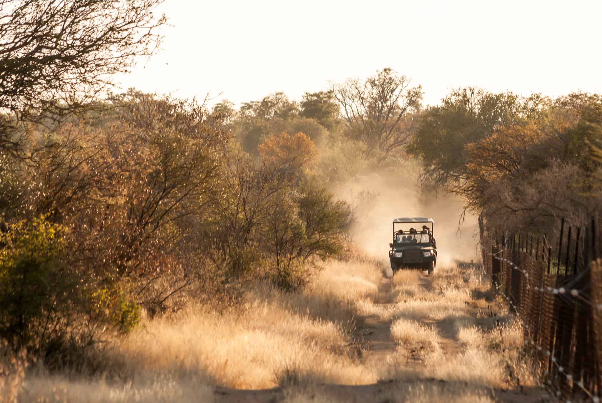 ou partir en safari en afrique