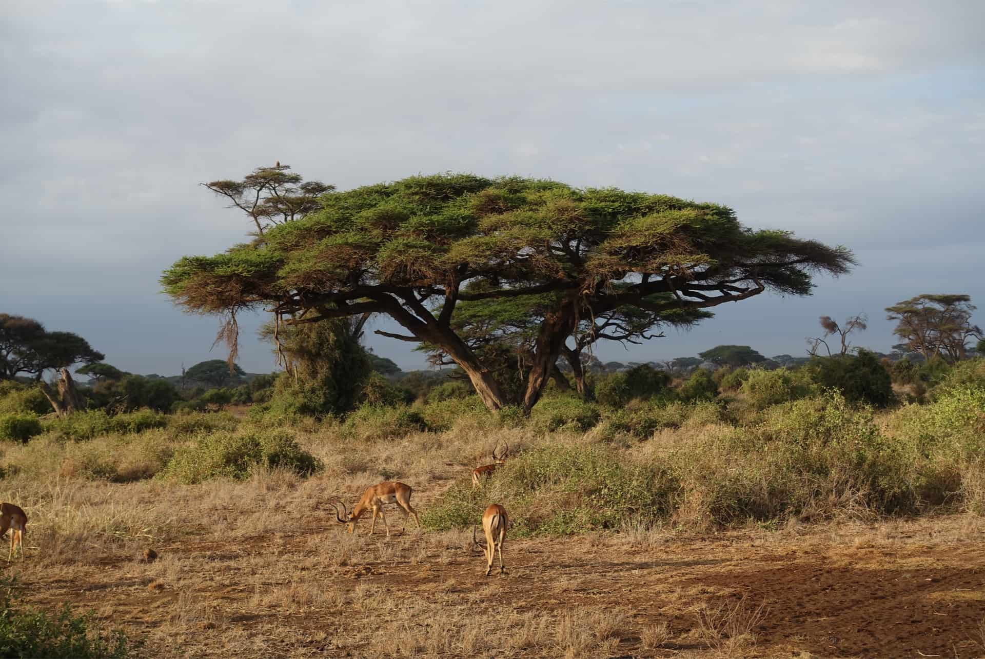 parc tsavo