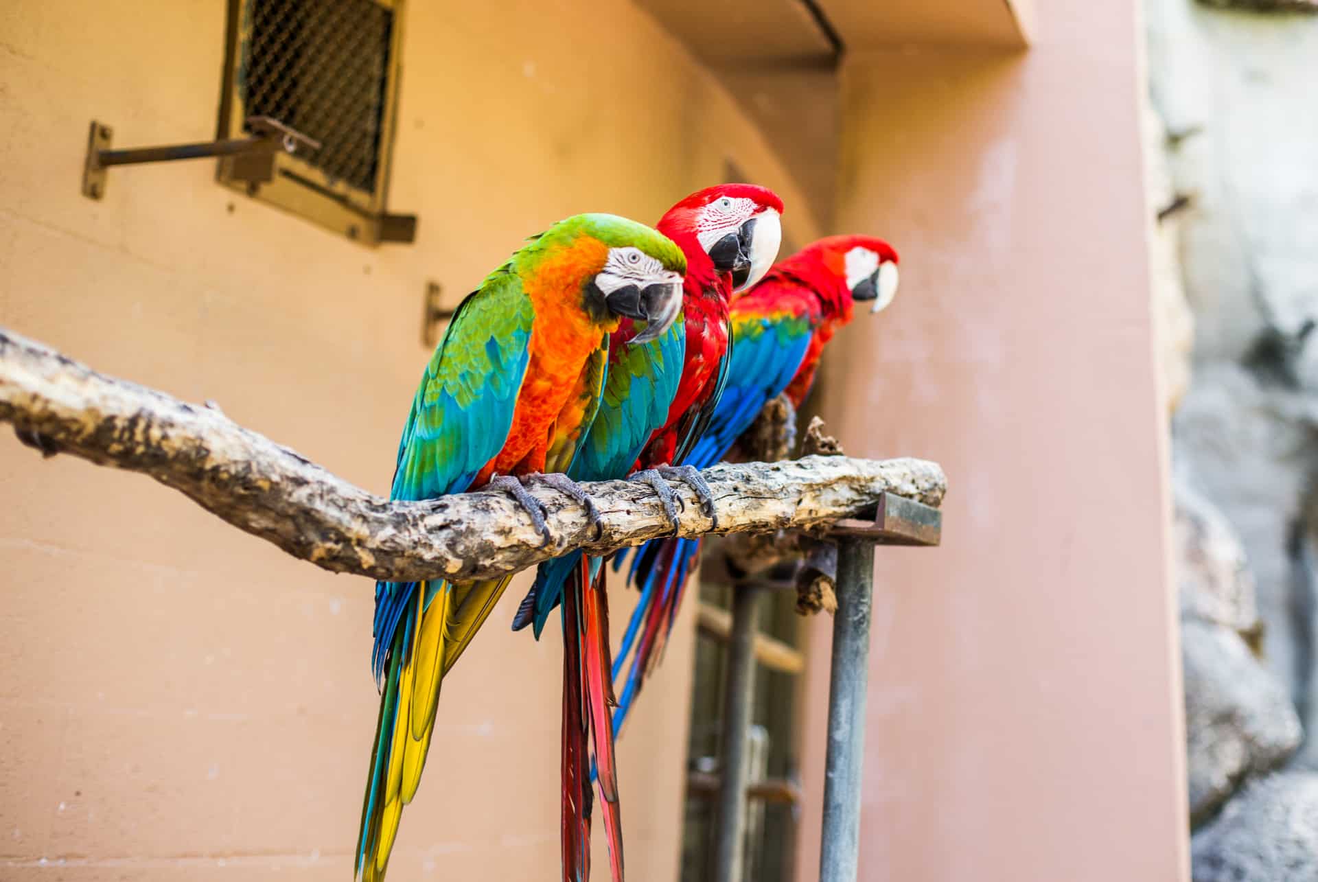 parrot jungle island