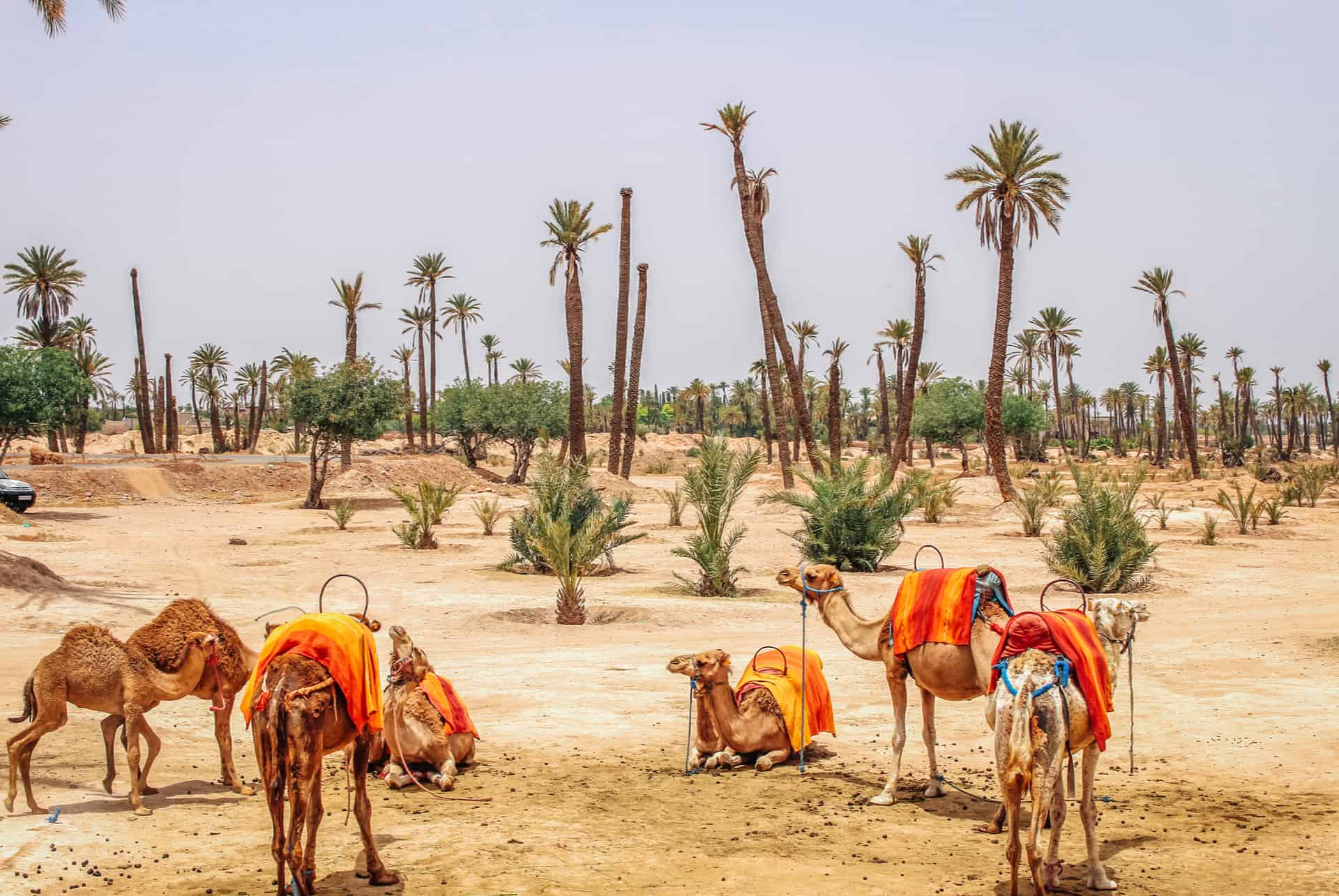 promenade en chameau a la palmeraie