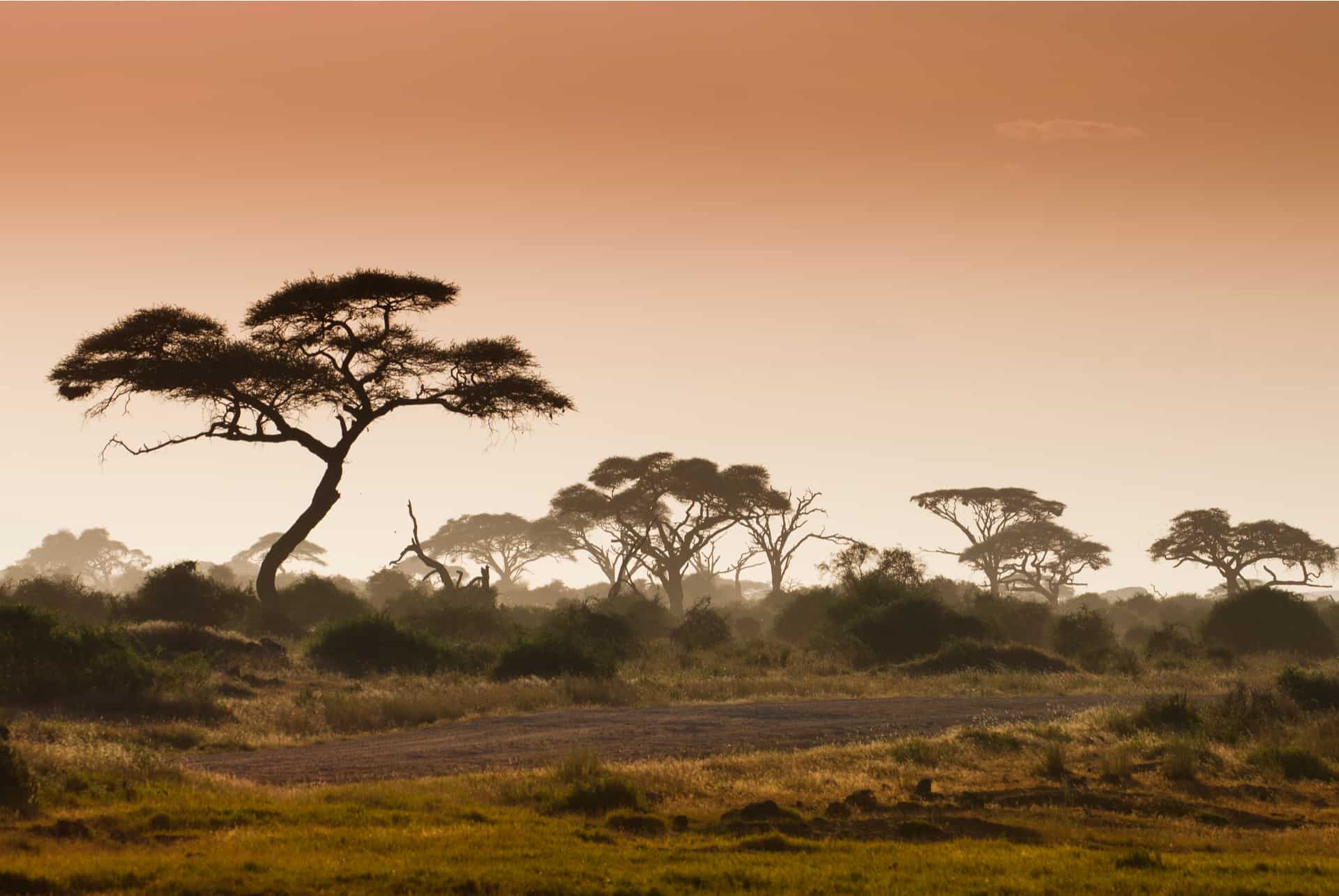 quand partir en afrique