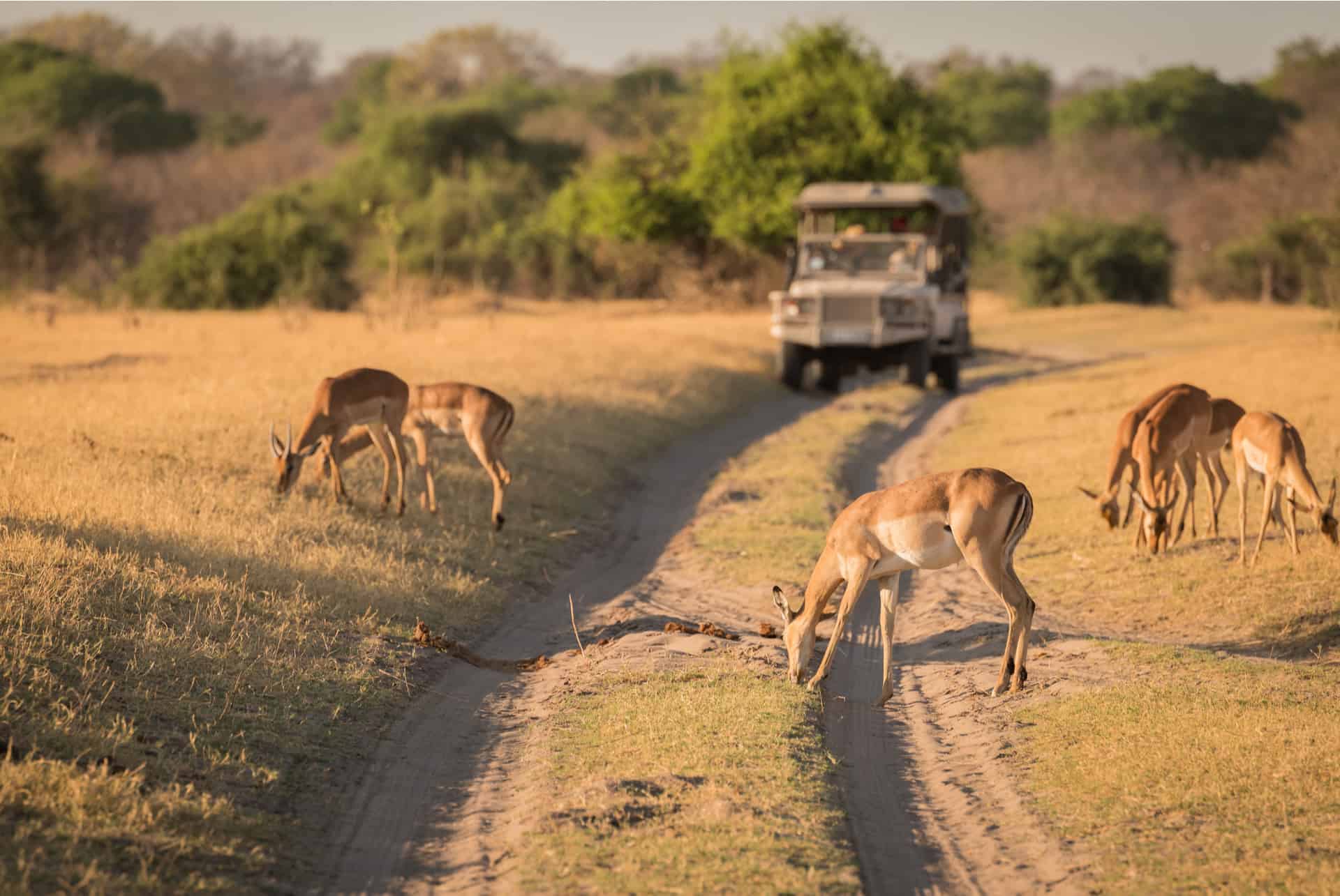 safari au Botswana en Afrique