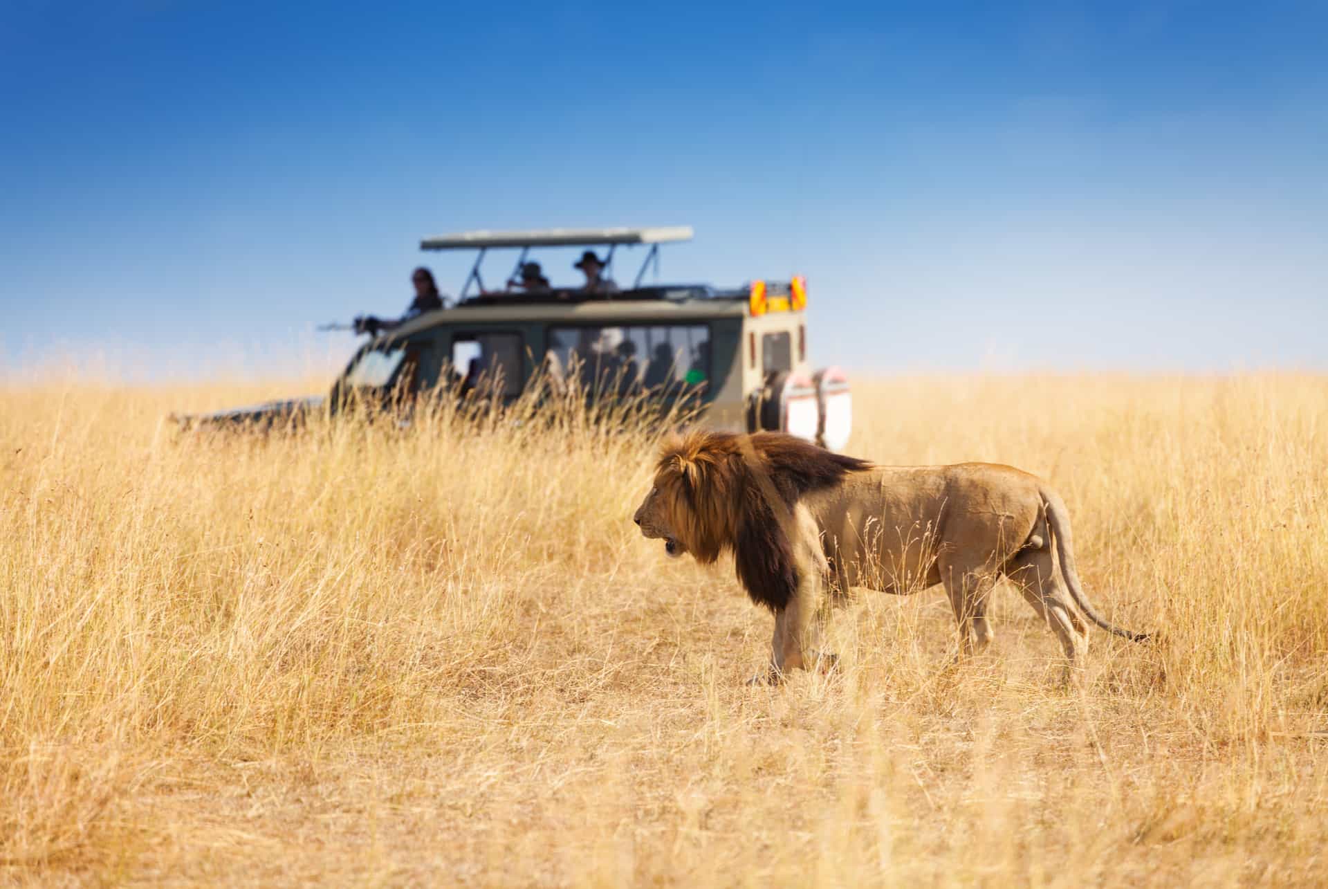 safari au kenya ou aller en afrique