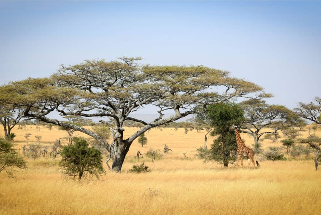 safari en tanzanie