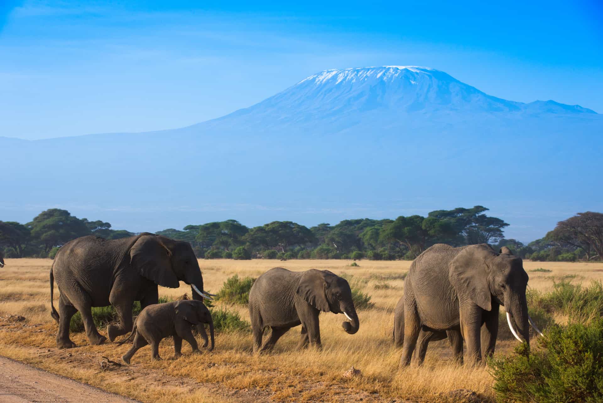 safari tanzanie