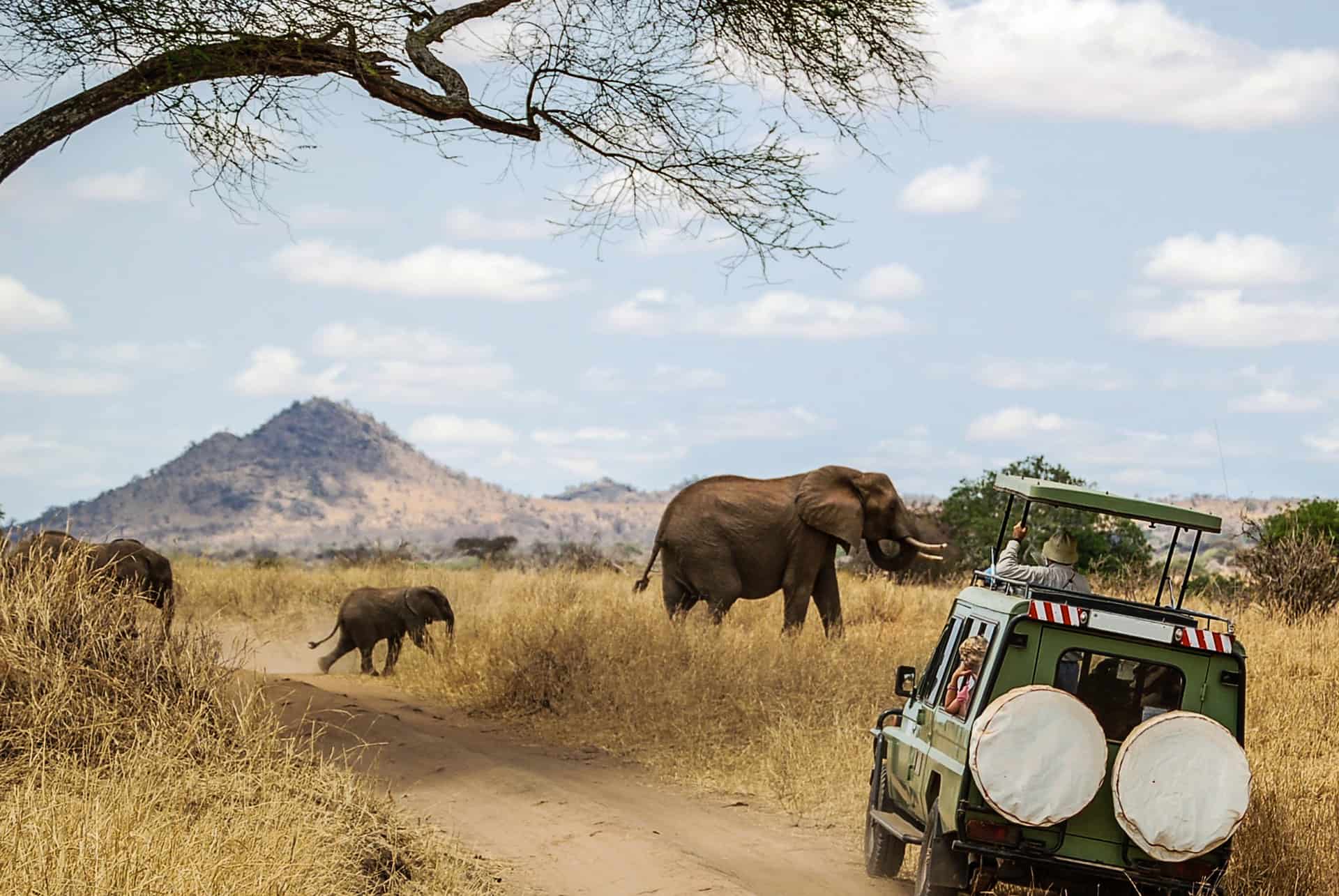 safaris en afrique