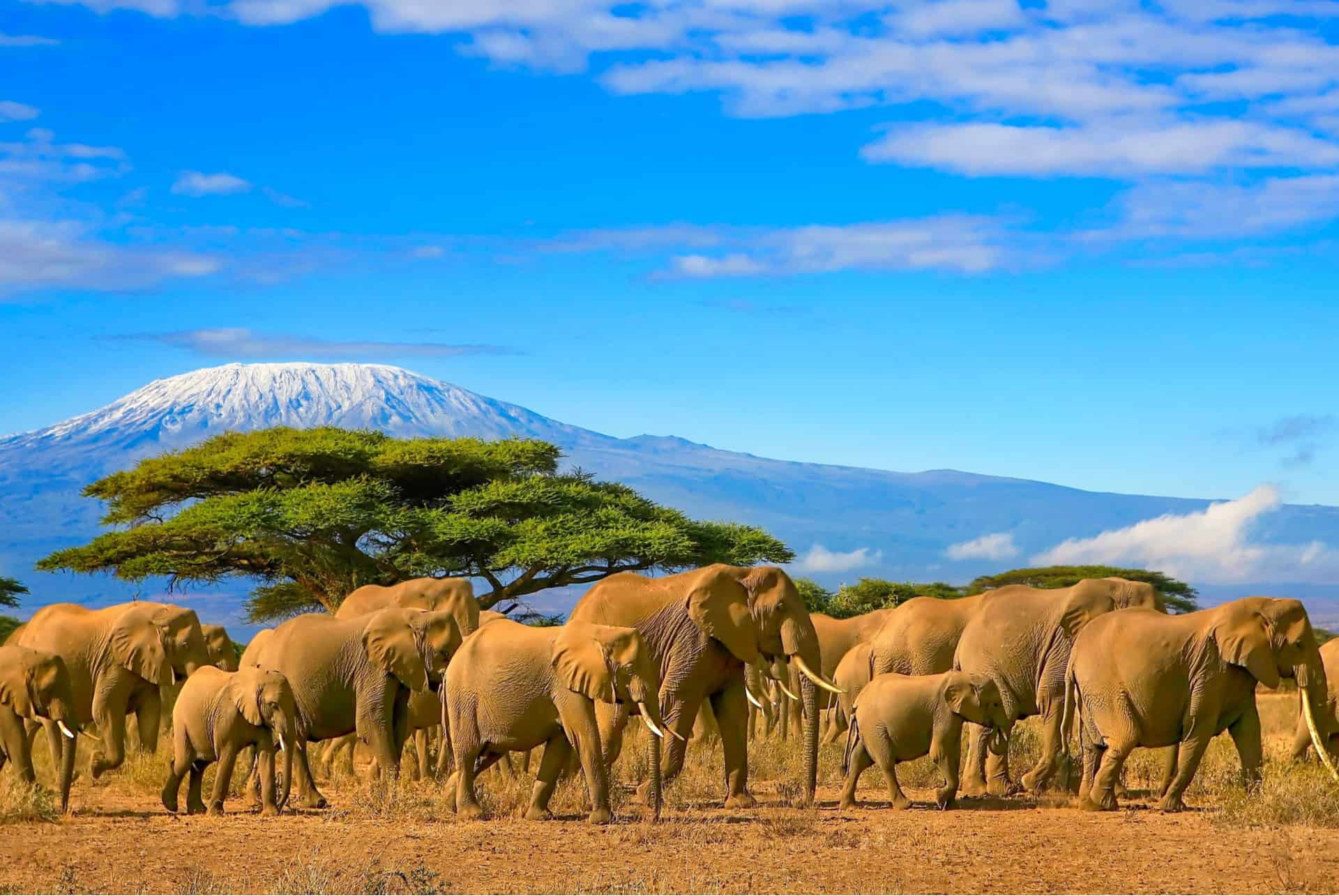 tanzanie elephants